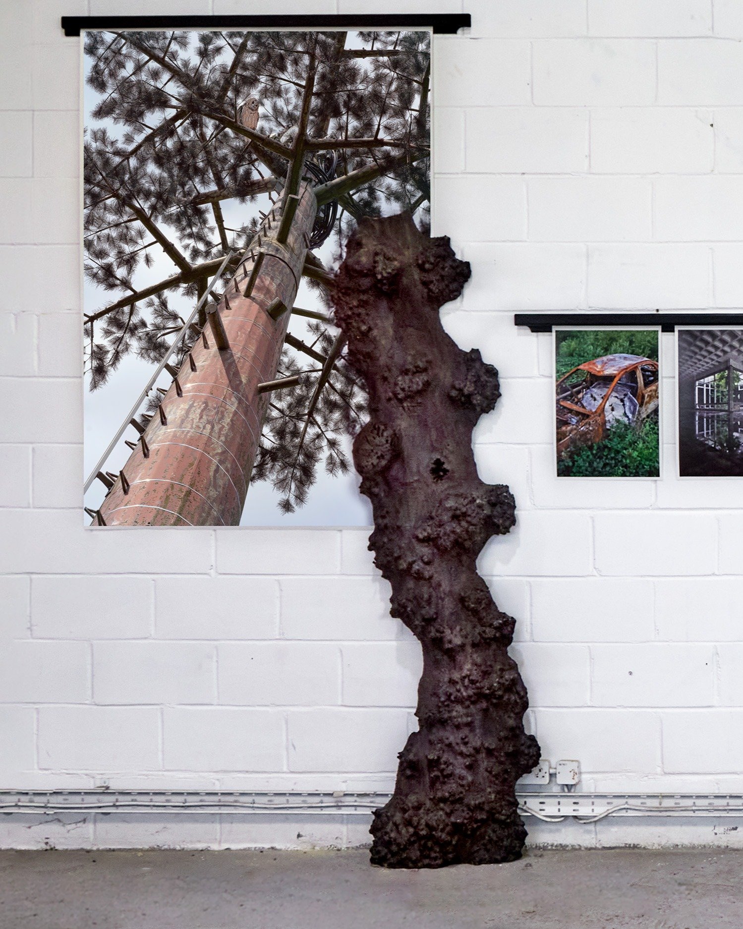 This is Elm

From the late 1960s onwards, Dutch elm disease transformed the British landscape. Around 25 million elm trees were lost, equivalent to almost half the UK population at the time. Within a generation, one of the defining forms of the Engli