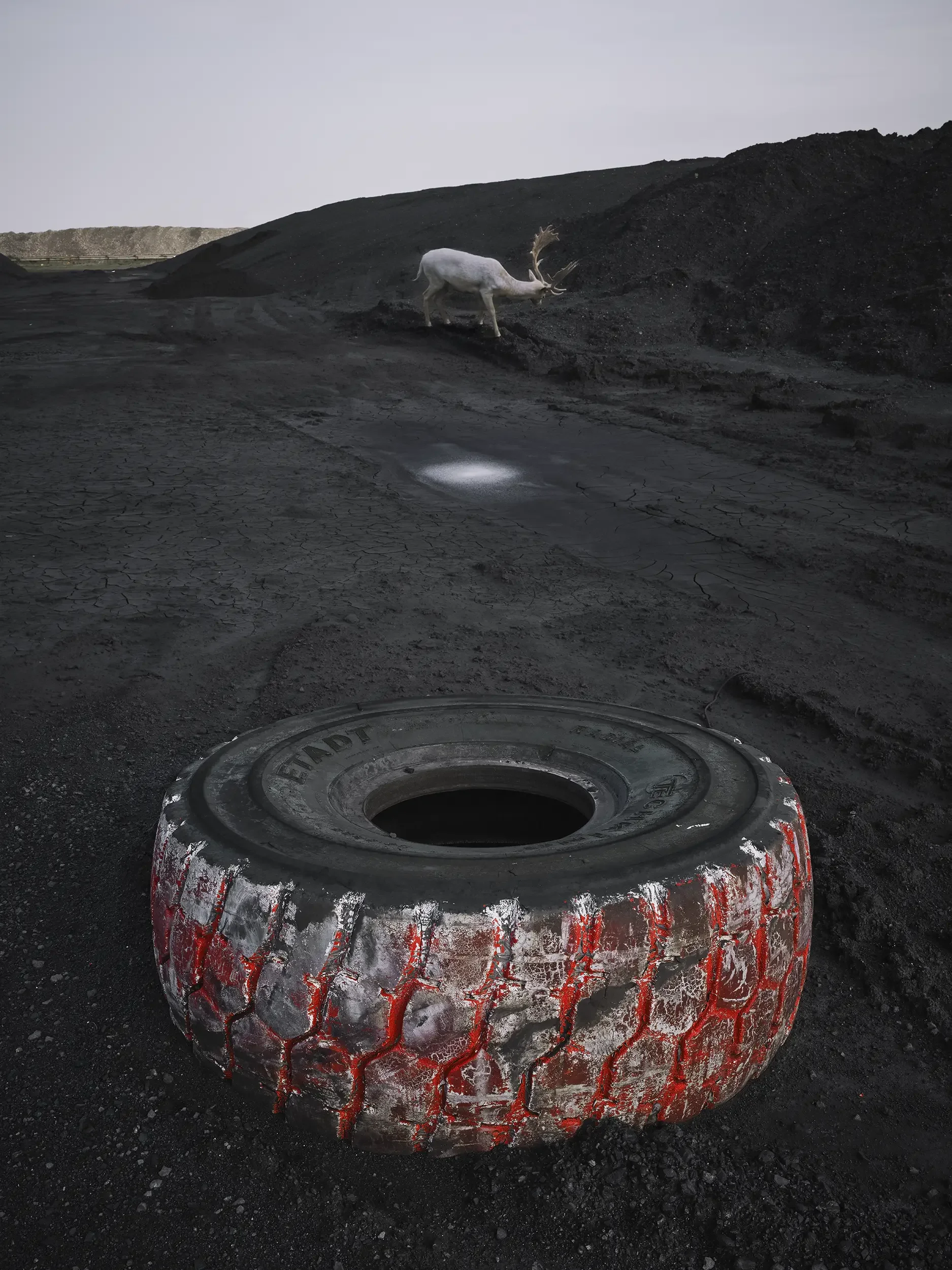 White Stag