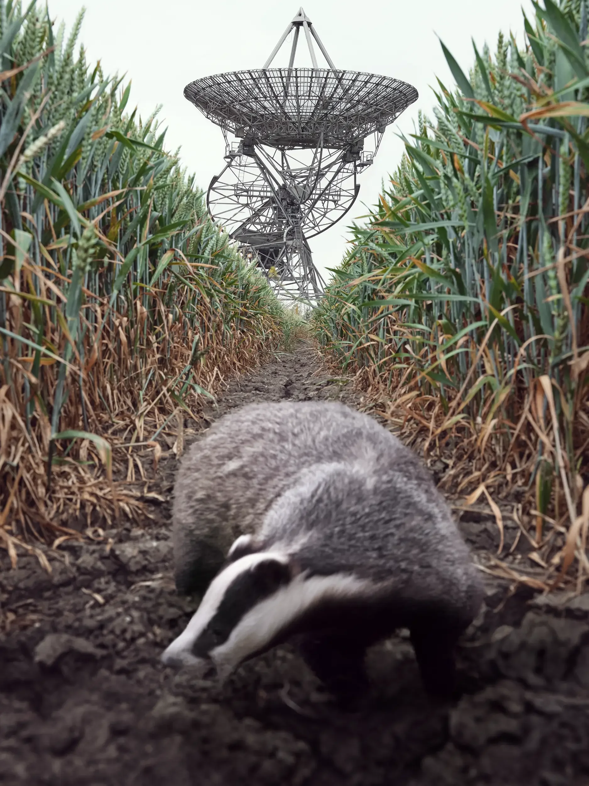 Badger
