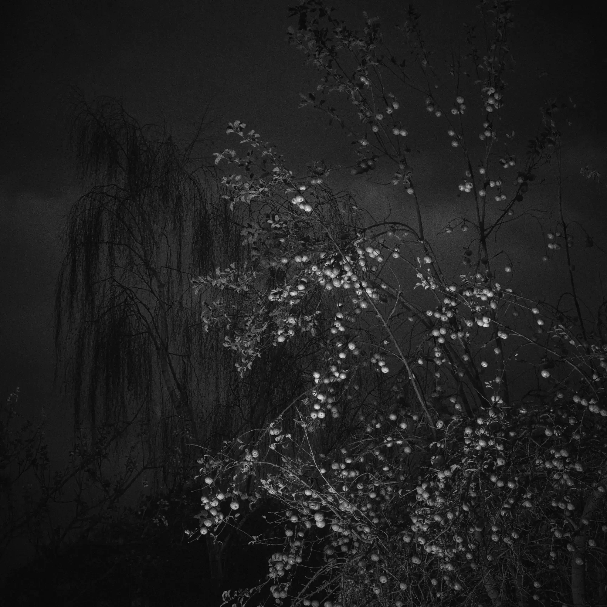 Weeping Willow