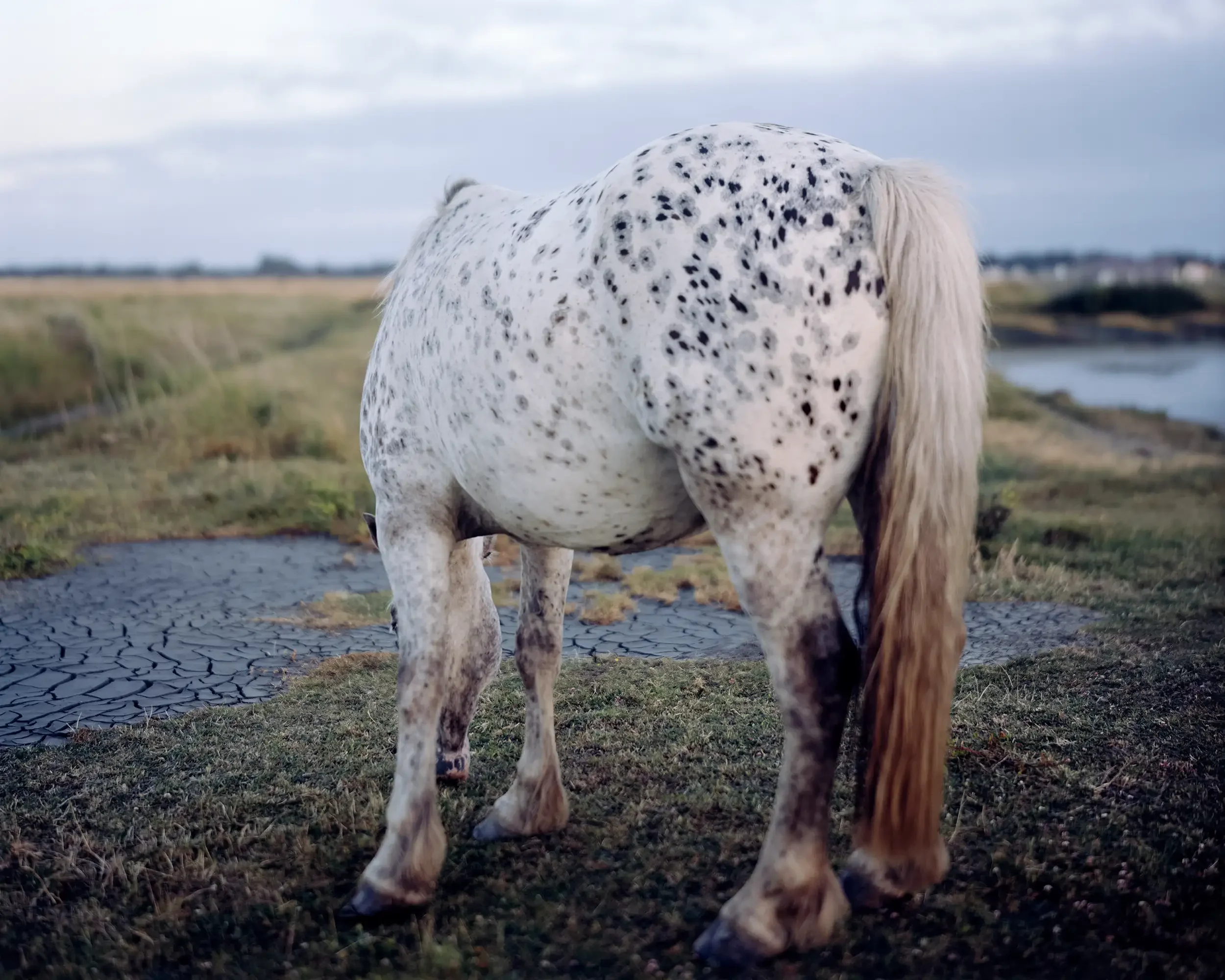 Horse, 2009