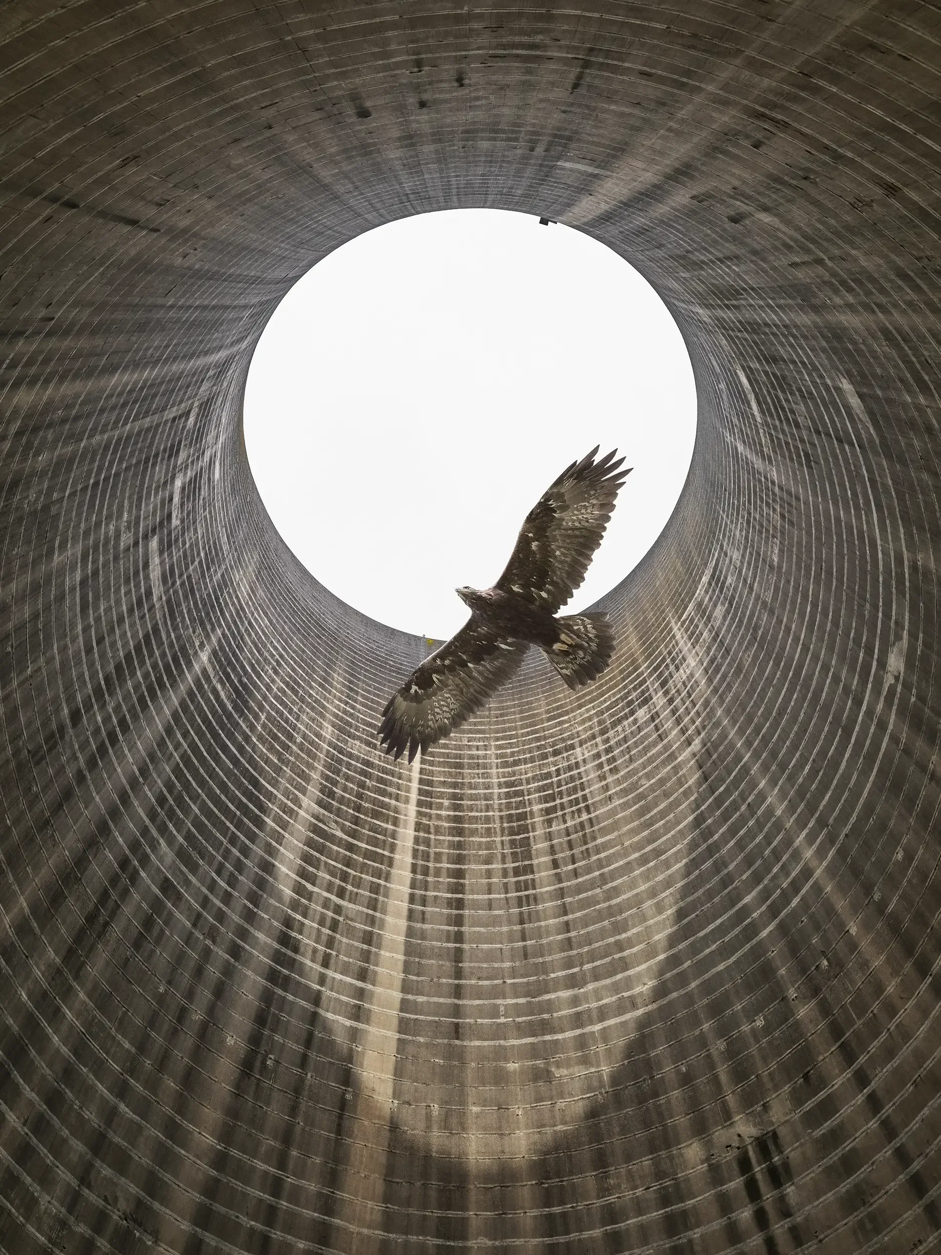 Golden Eagle