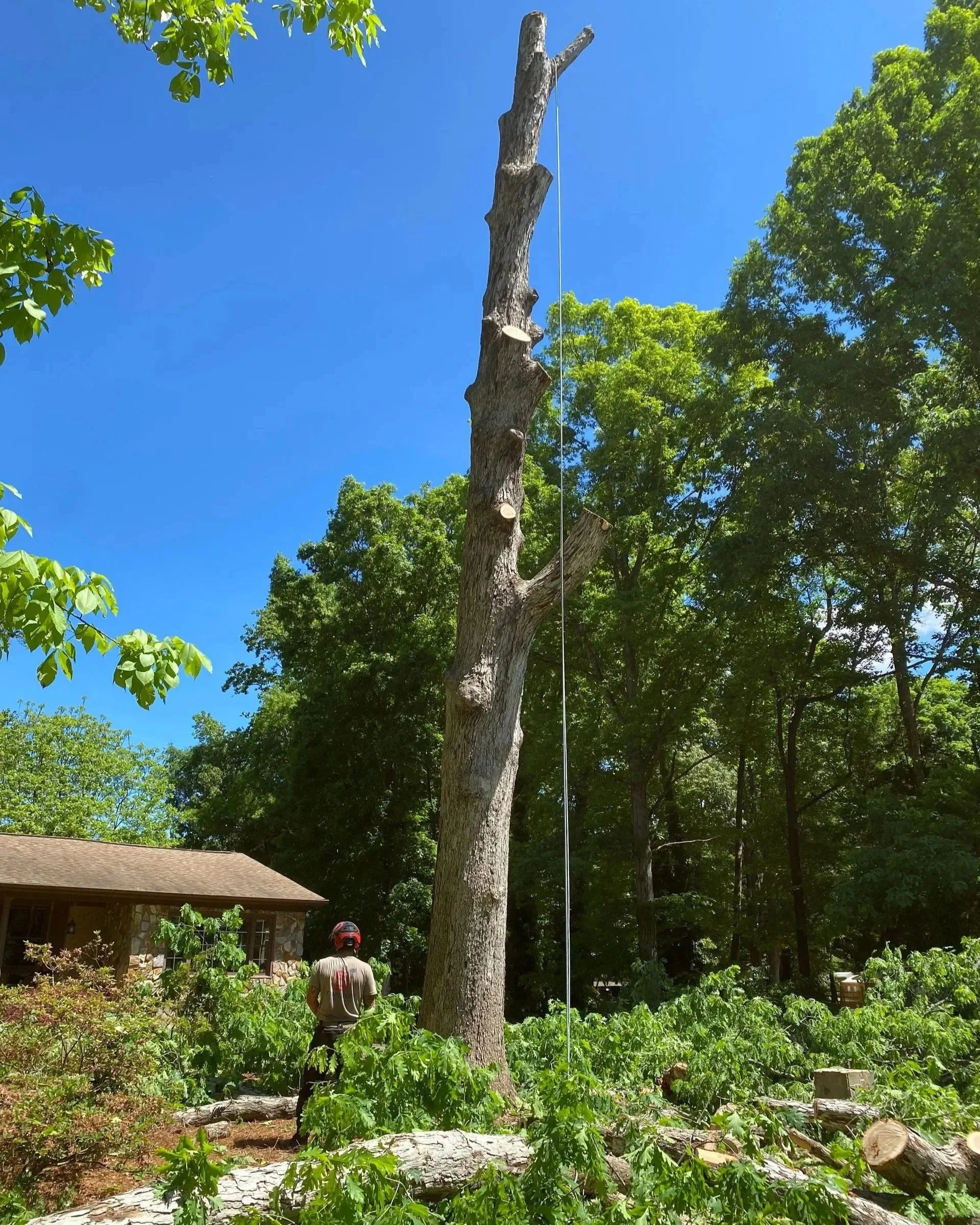 Arborist
