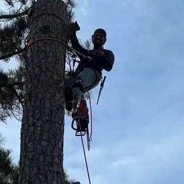 A person is climbing a tall pine tree with climbing gear on a cloudy day.