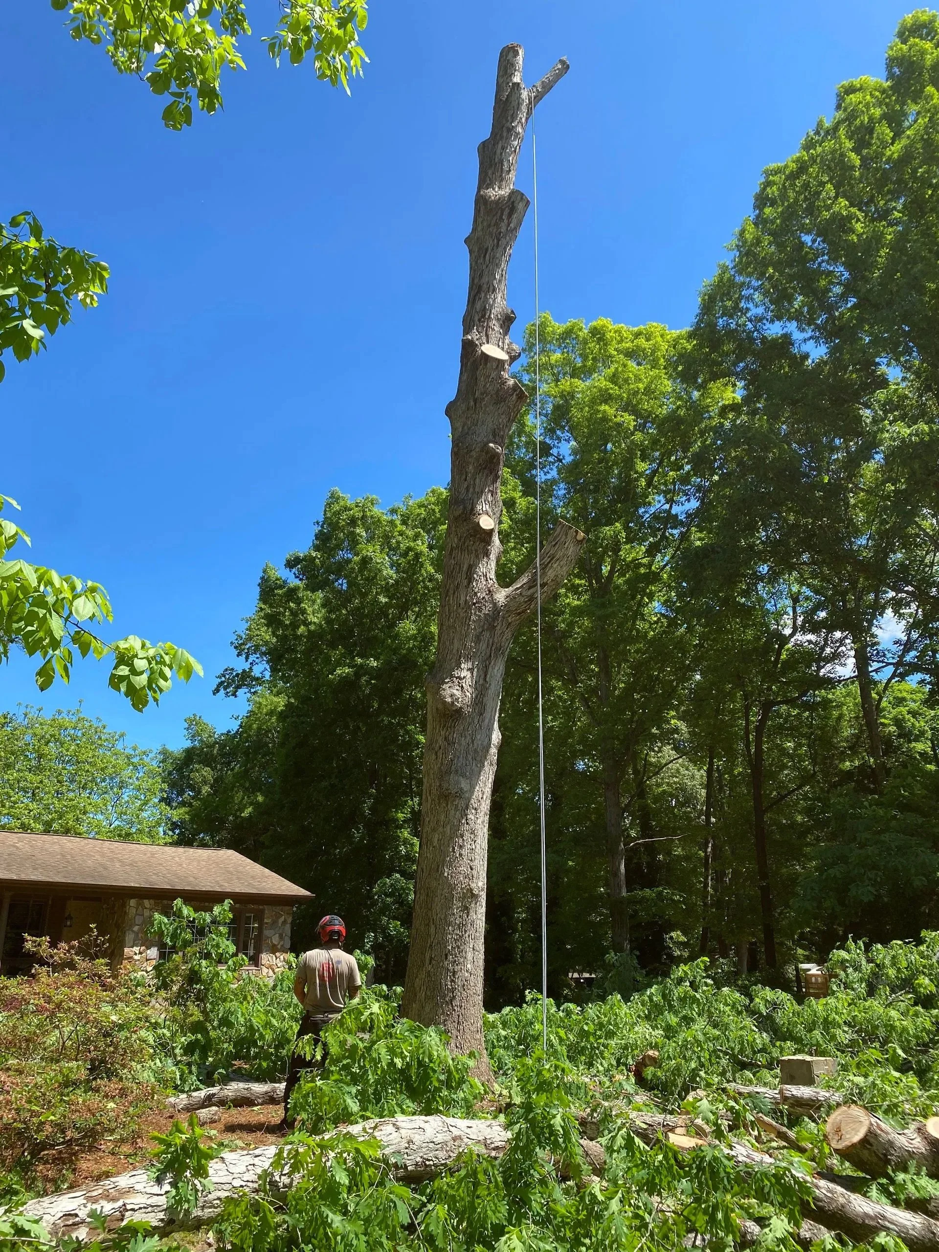 A tree has been cut down, leaving a large trunk with several stumps and branches cut off. A person wearing a helmet and a t-shirt is looking up at the tree, which is equipped with a cable or rope. The sky is clear and blue, surrounded by green trees 