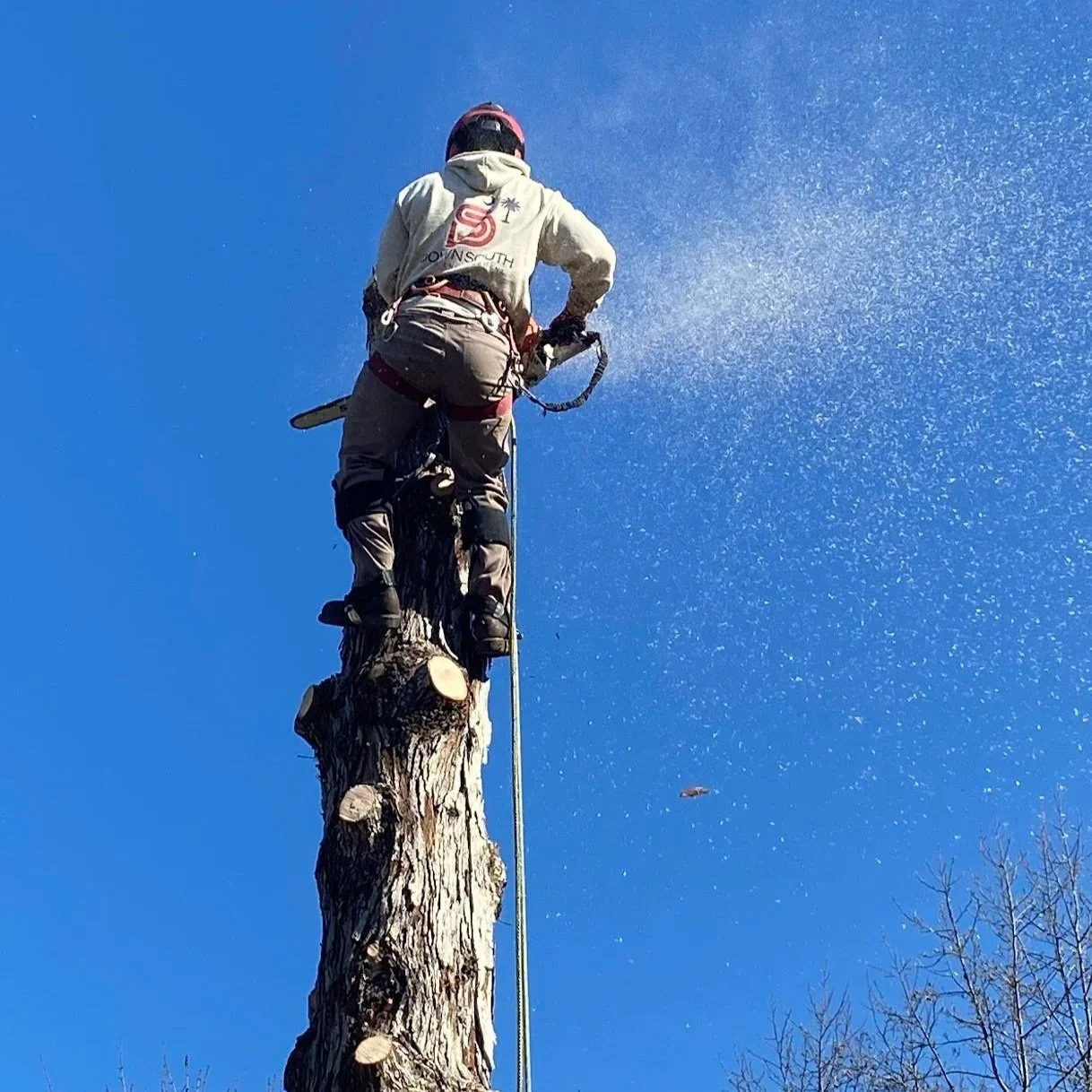 A person in a safety harness and helmet is cutting a tall tree with a chainsaw, with sawdust flying against a clear blue sky.