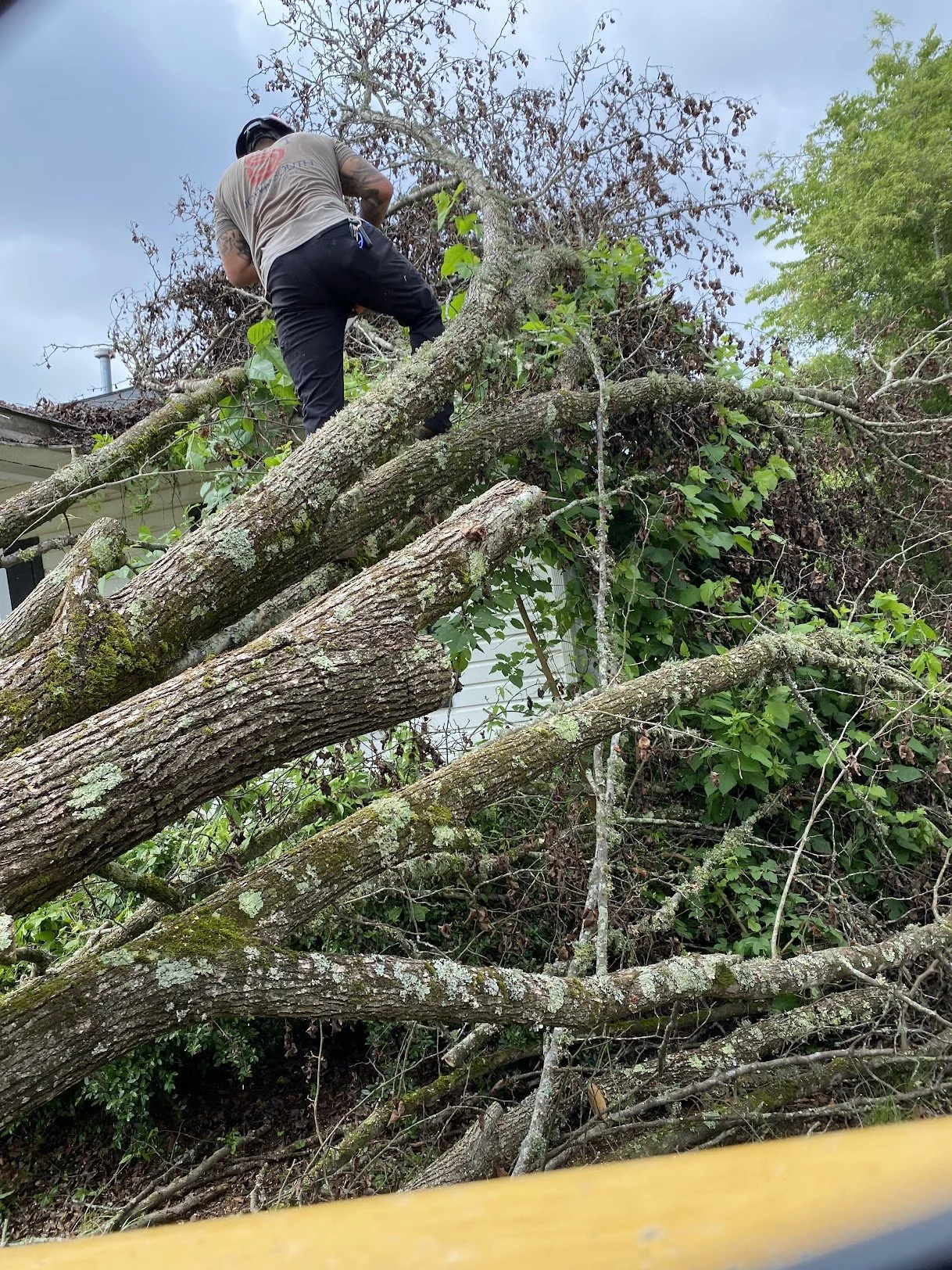 Tree Work