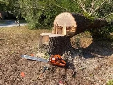 A fallen tree trunk with a large section cut off, a chainsaw lying on the ground nearby, and a yard with grass and trees in the background.