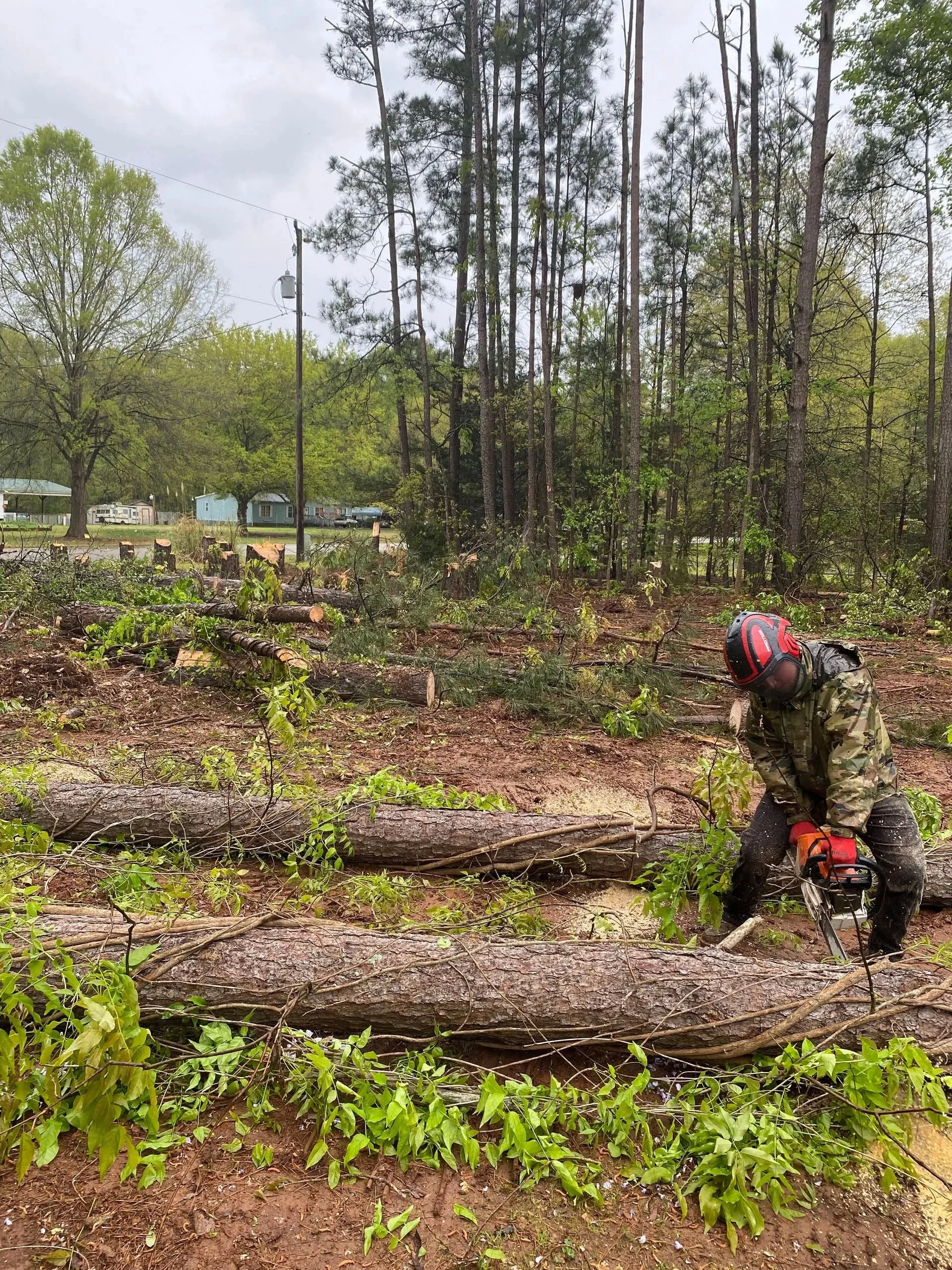 A person in camouflage clothing and a helmet using a chainsaw to cut fallen trees in a wooded area.