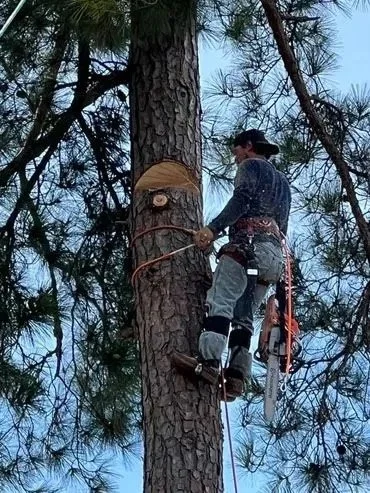 A person climbing a tall tree with safety equipment, cutting branches with a chainsaw.