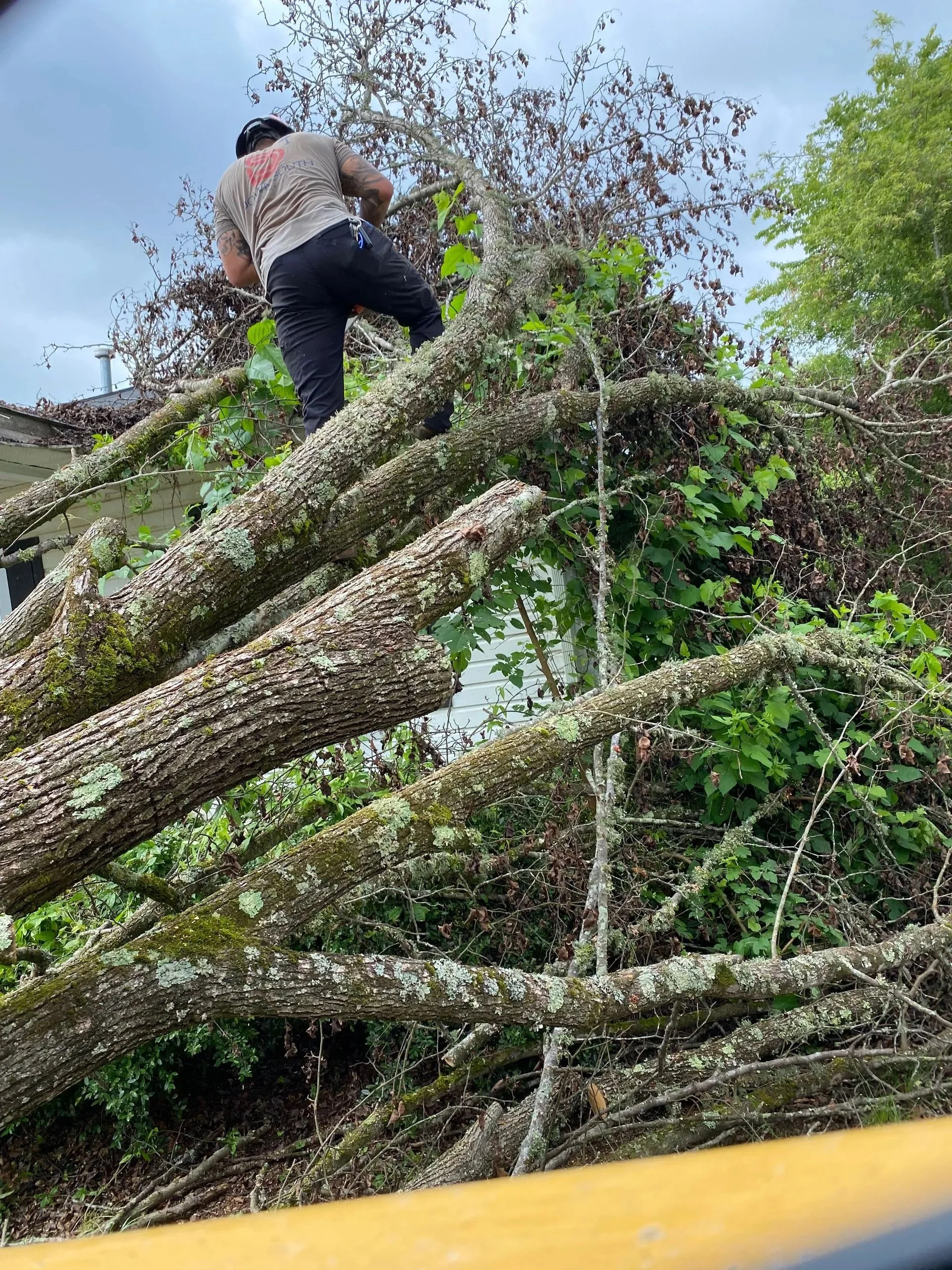 A person wearing a helmet standing on a fallen tree in a yard, cutting or trimming branches amid green foliage and overcast sky.