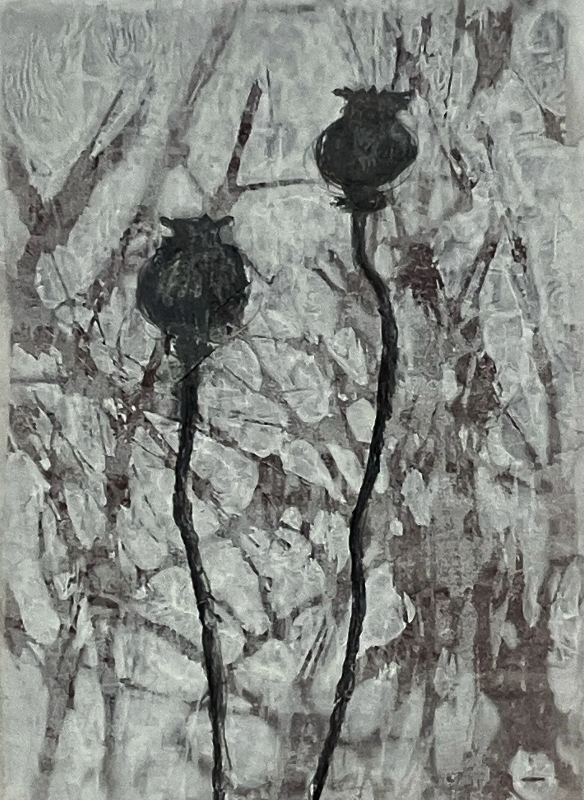 Seedheads : poppies, monotype and graphite on Wenzhou paper on card, 21 x 30 cm, 2025