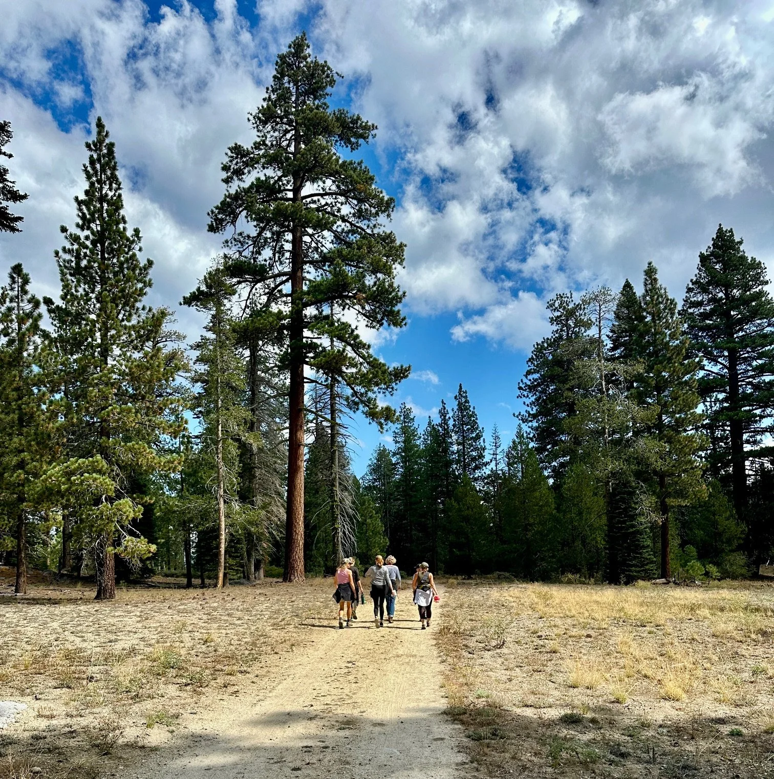 Four people walking on a dirt trail through a forested area with tall pine trees and blue sky with clouds.
