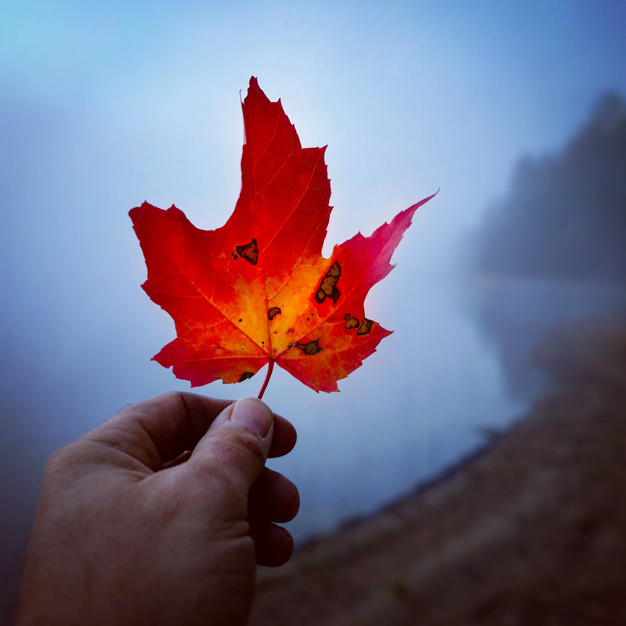 The Last Days of Summer