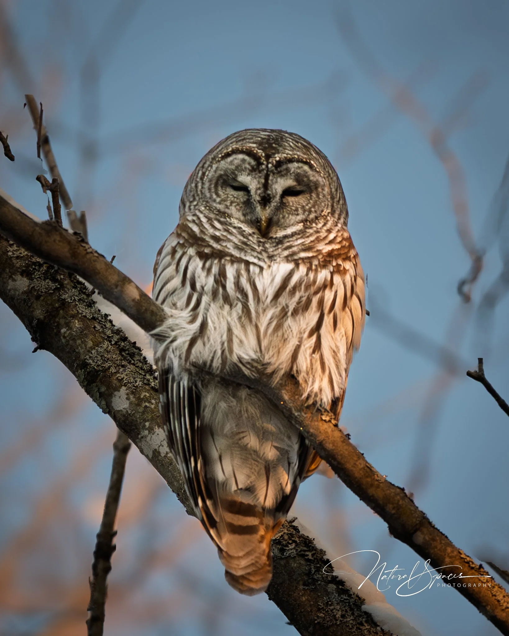 A detailed close-up of a sleeping owl perched on a tree branch, with a soft blurry background