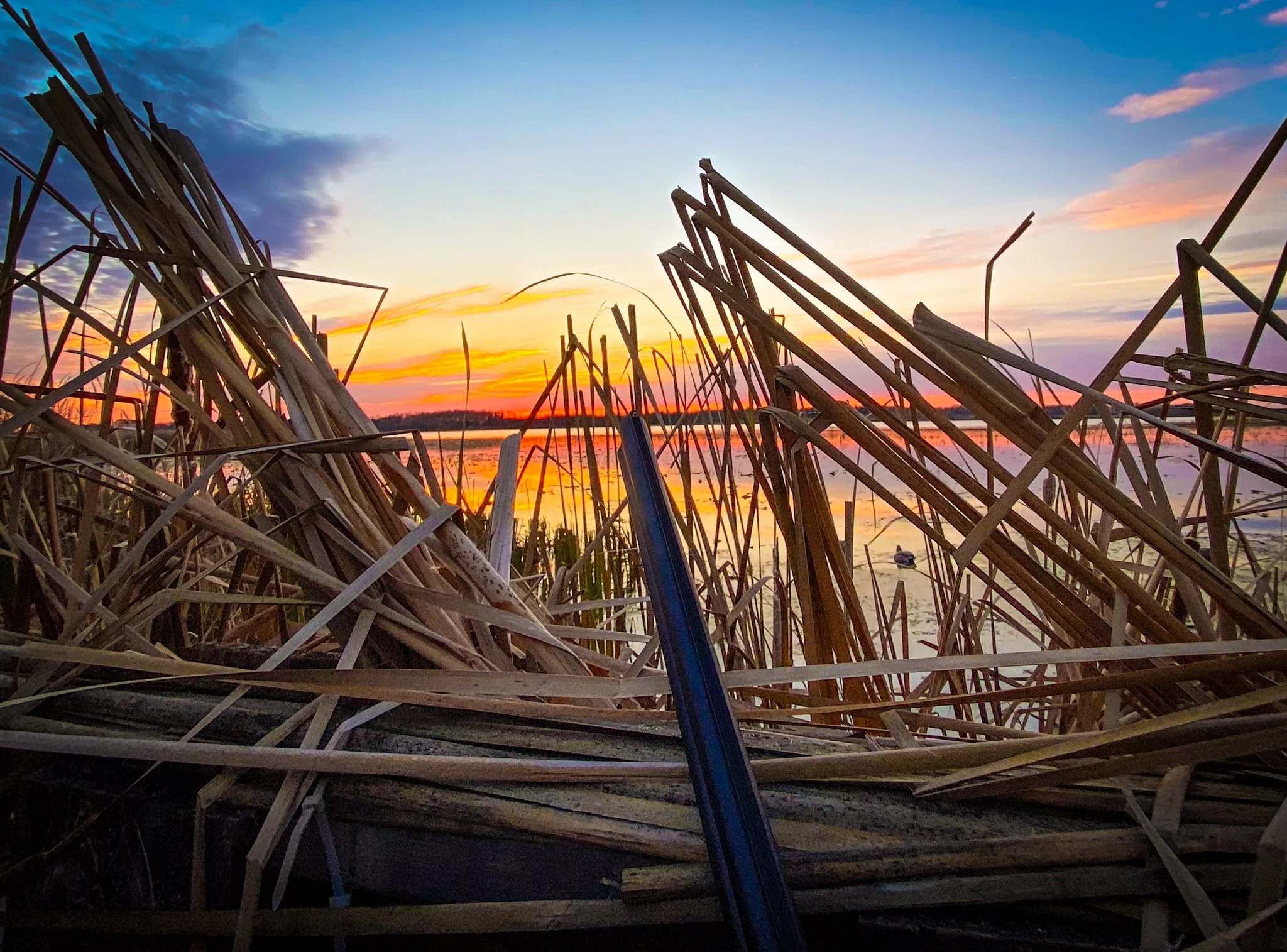 Reed and grass stalks in the foreground with a lake and colorful sunset sky in the background.