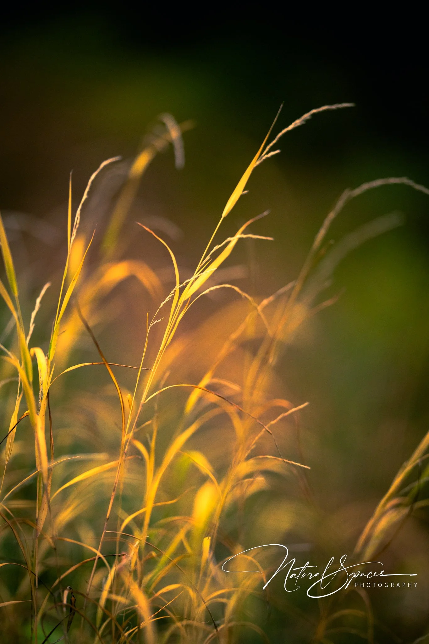 Close-up of golden grass stalks illuminated by sunlight, with a blurred green background.