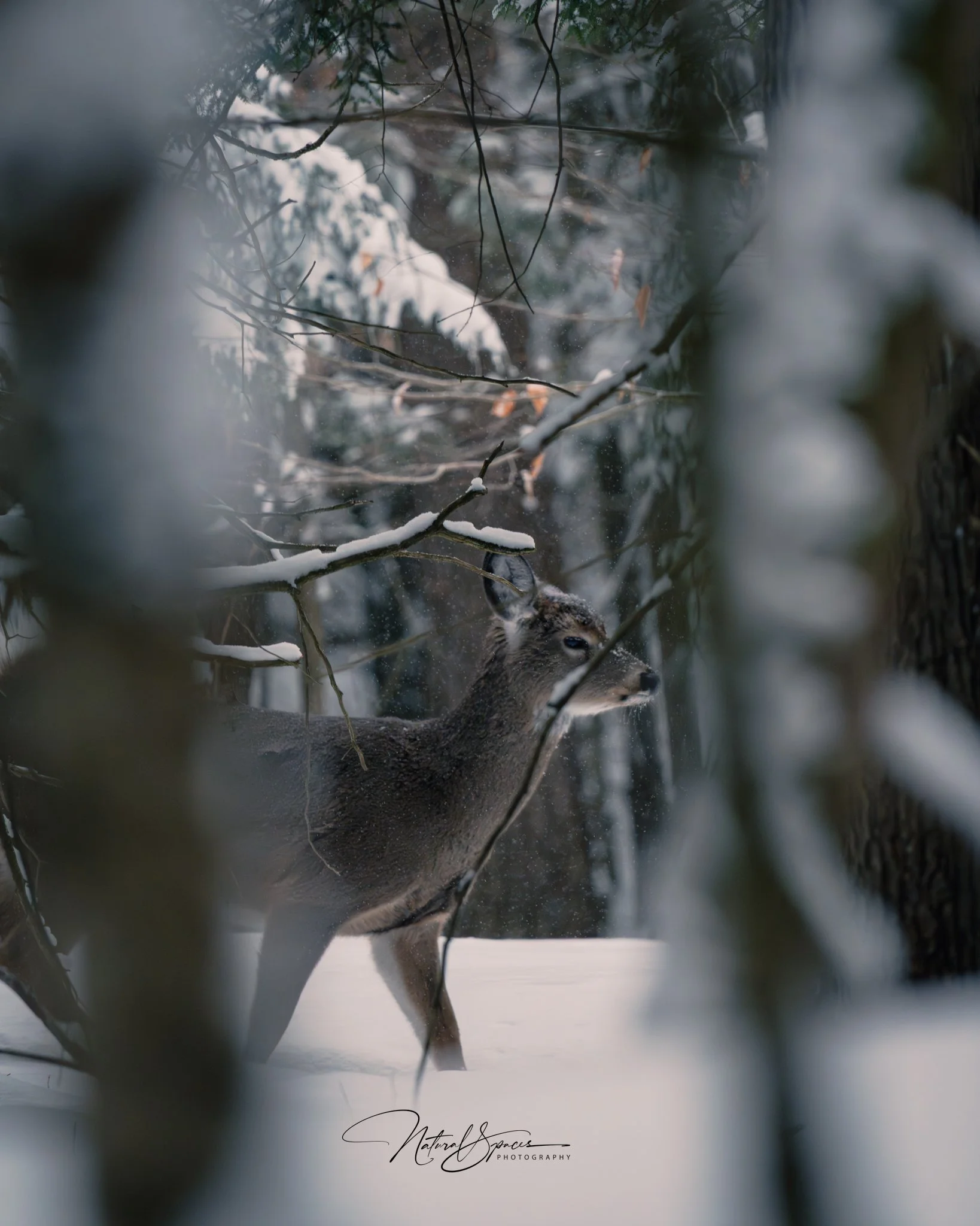A deer standing in a snowy forest surrounded by snow-covered branches and trees.