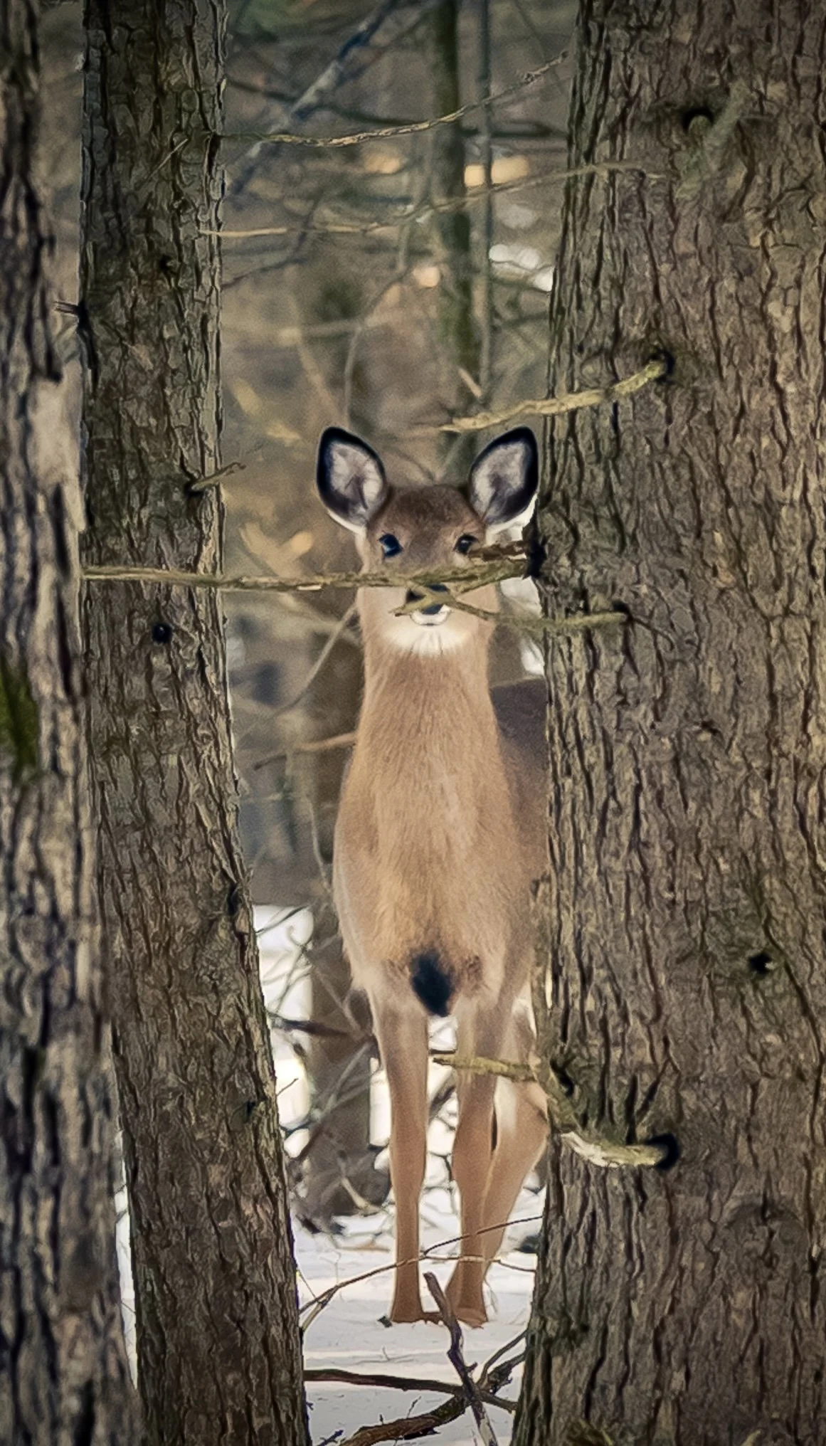 A deer standing between two trees in a snowy forest
