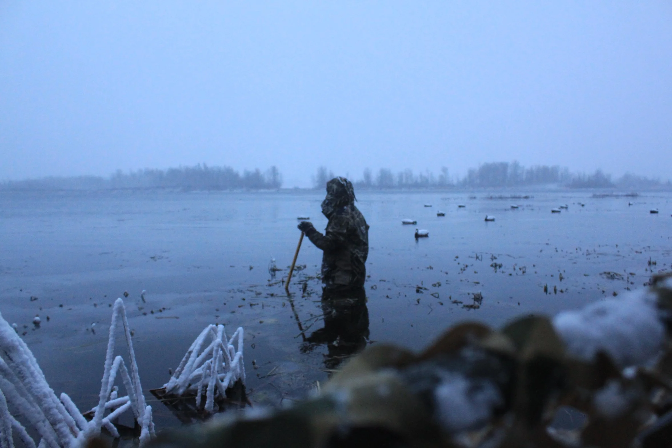 A person wearing a camouflage jacket stands in a wintery body of water, holding a stick, with a flock of ducks on the water in the background and snow-covered plants in the foreground. Late season duck hunting at its best