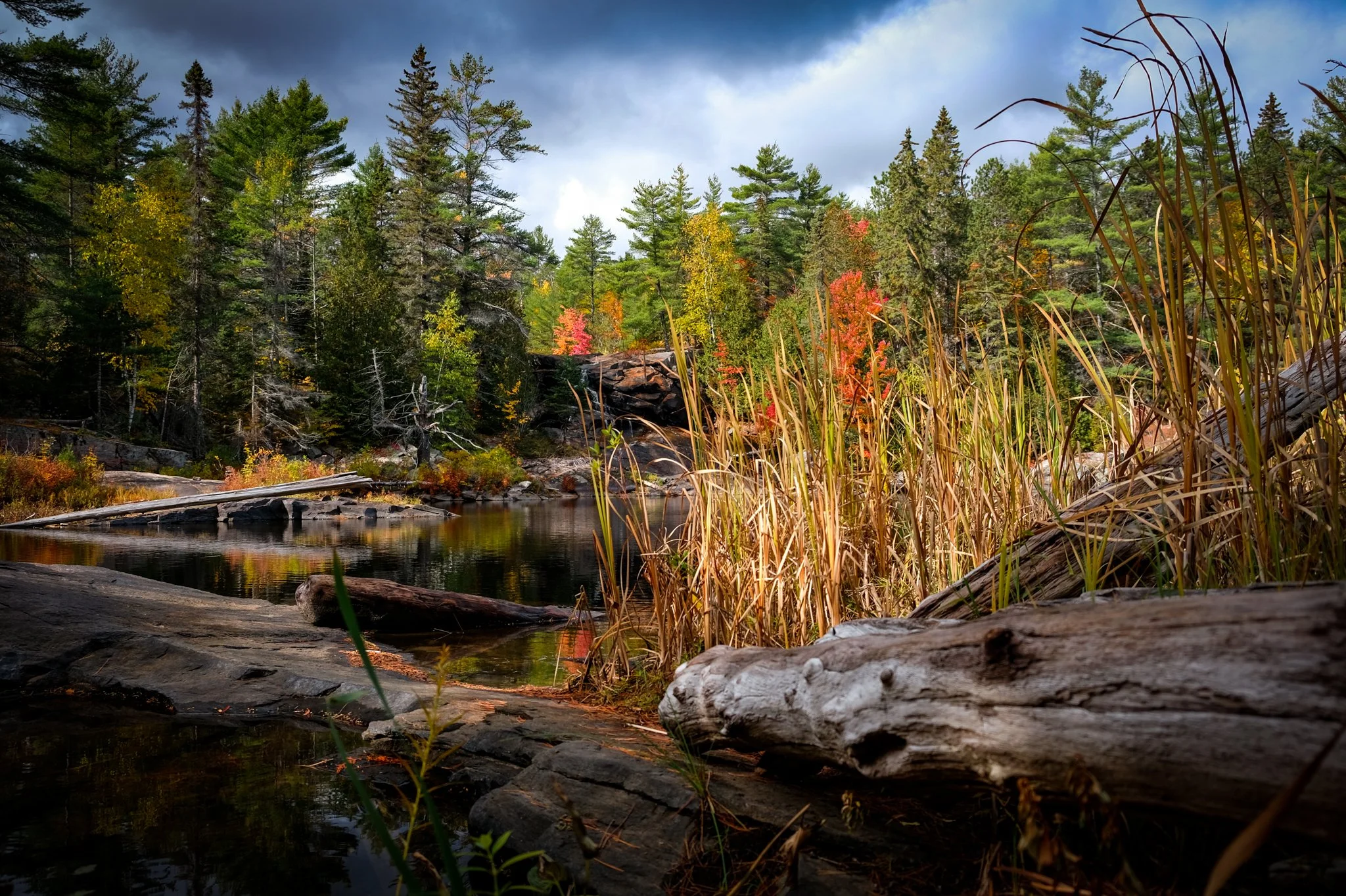 A river flowing through a forest with green and orange autumn trees, tall grasses and fallen logs, under a cloudy sky.