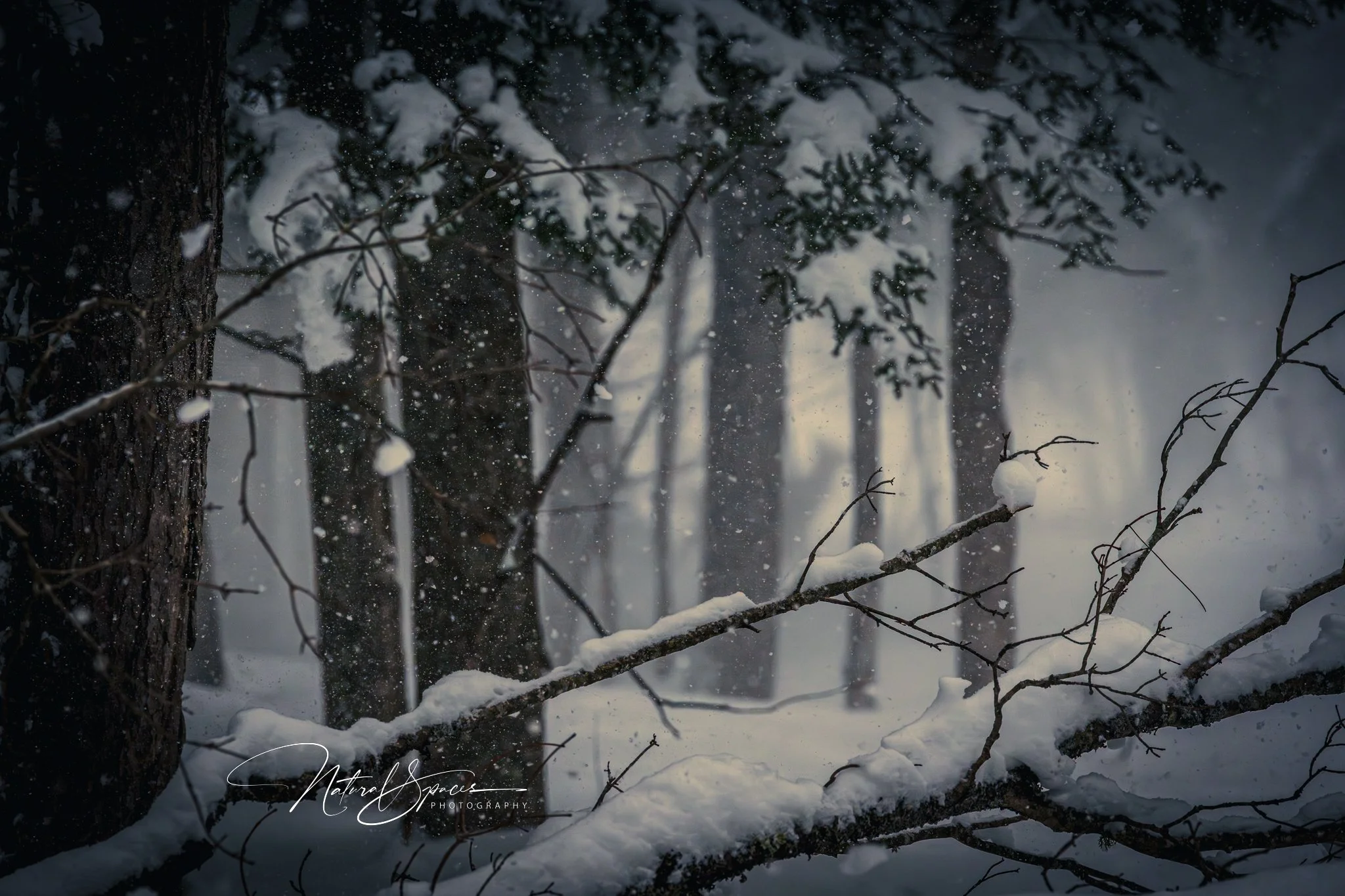 Snow-covered branches fallen on the forest floor with snow falling in a winter forest scene.