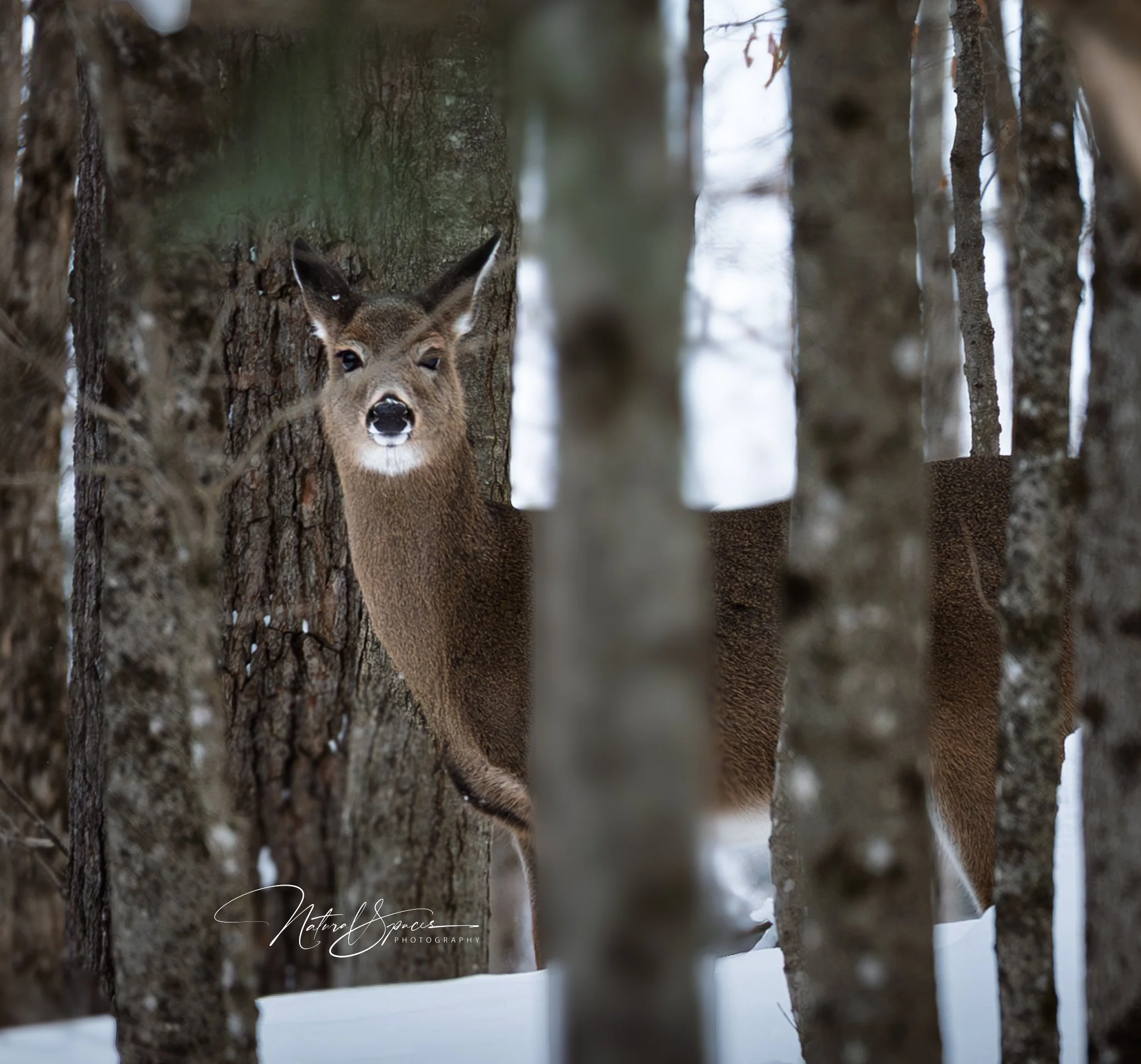 A deer peeking out between trees in a snowy forest.