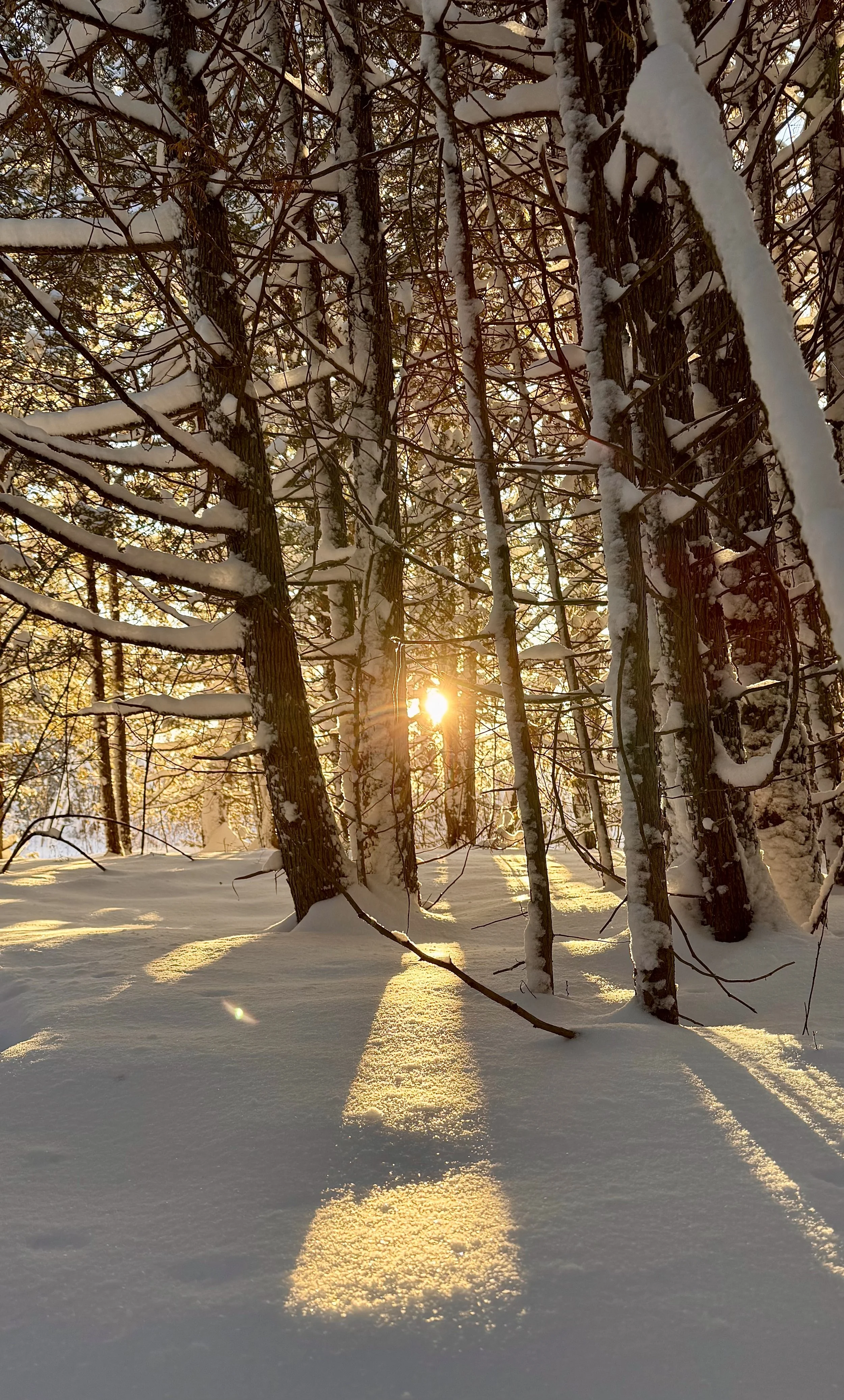 Sunshine filtering through snow-covered trees in a winter forest, casting long shadows on the snow.
