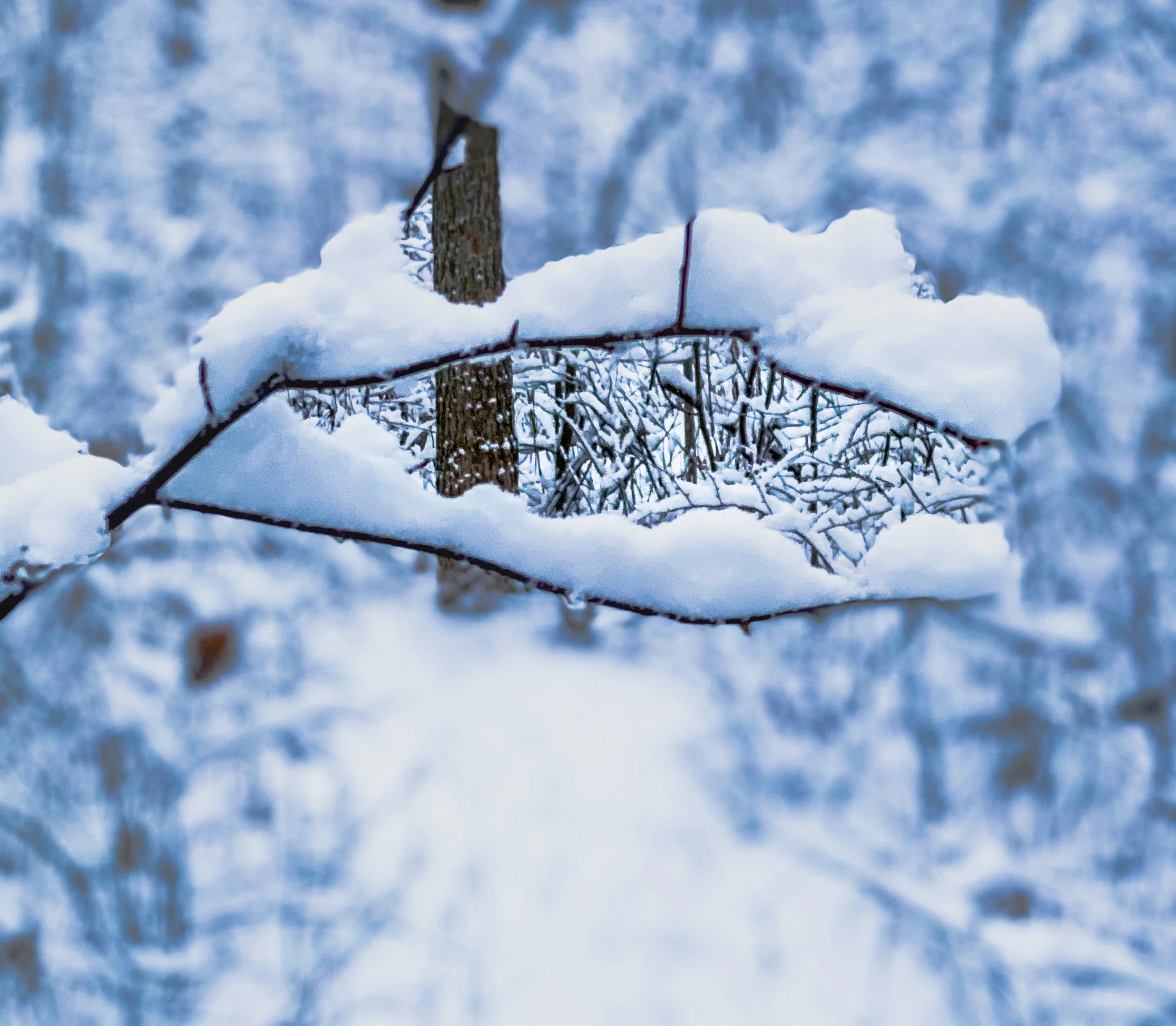 Snow-covered tree branches and part of a tree trunk in a winter forest.