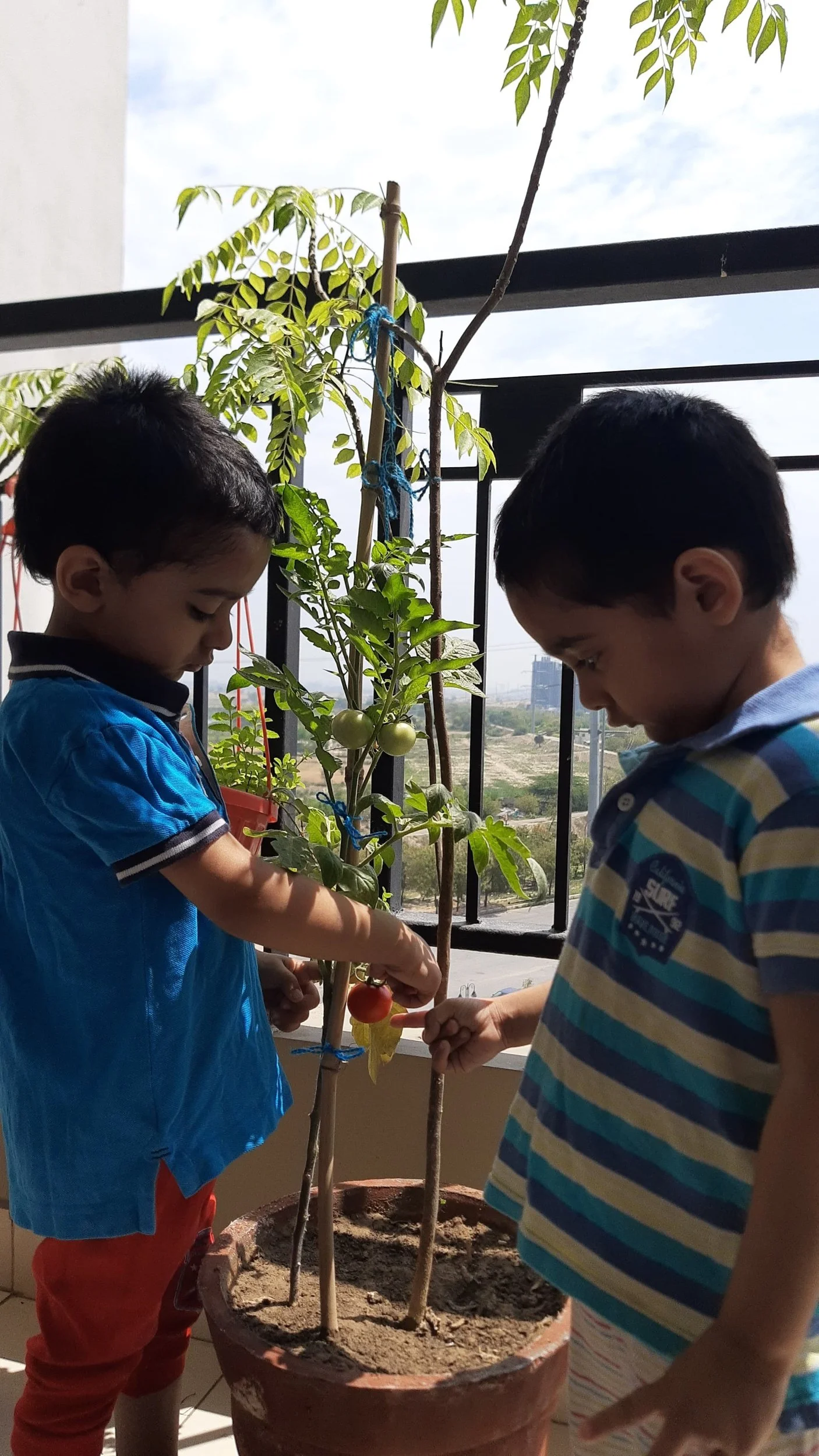 Two children standing outdoors near a potted tomato plant, examining a ripe tomato.