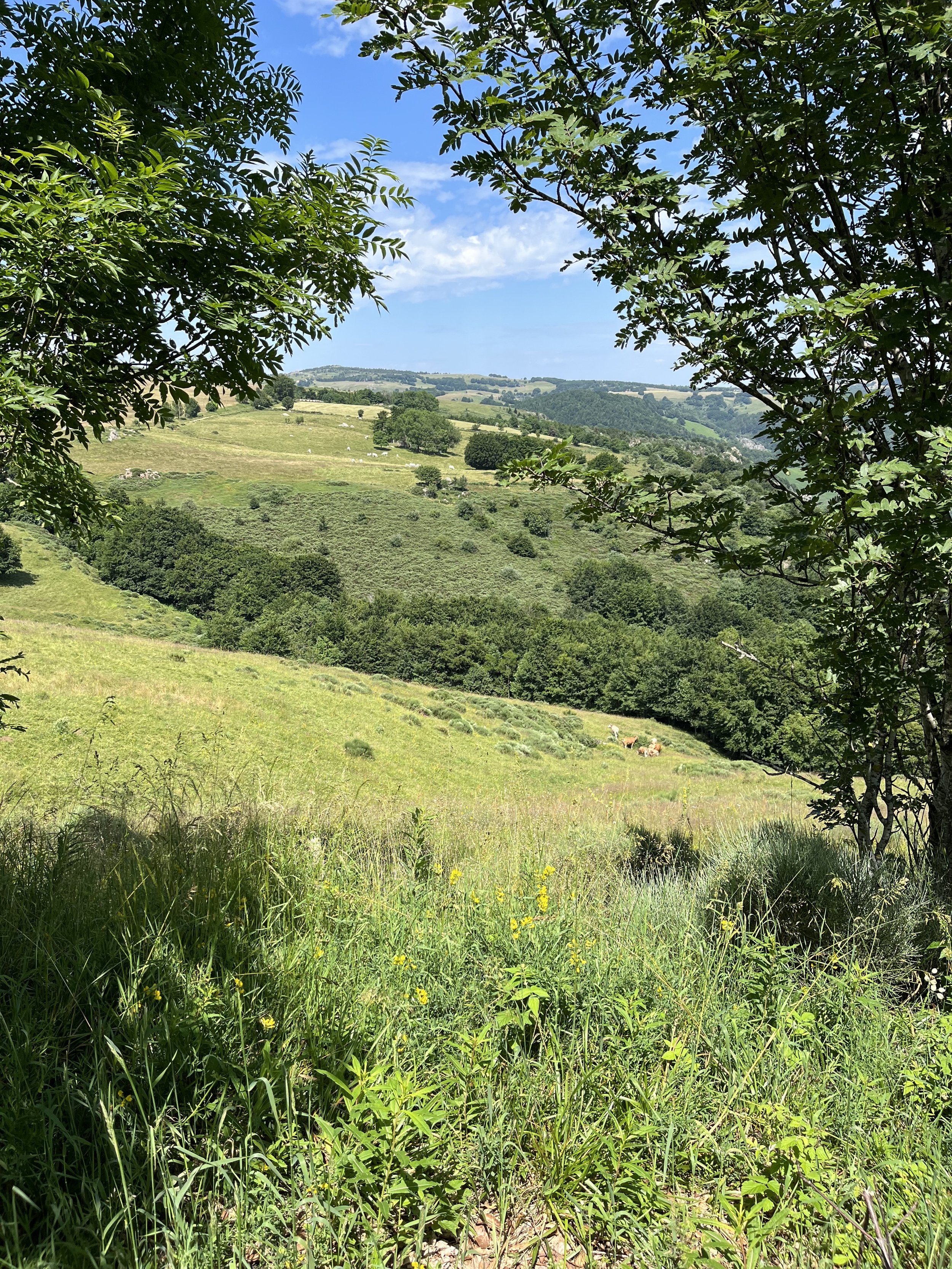 A scenic view of rolling green hills with trees and grass, framed by leafy branches in the foreground, under a blue sky with some clouds.