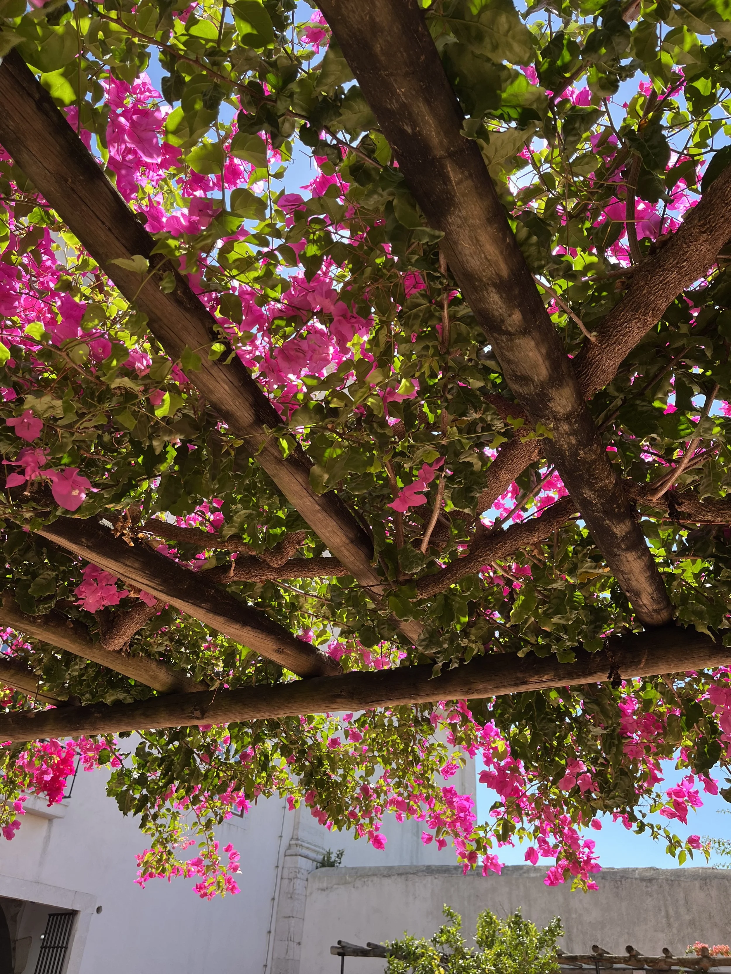 Looking up at a tree with pink flowers and green leaves, supported by wooden beams, against a background of white buildings and a blue sky.