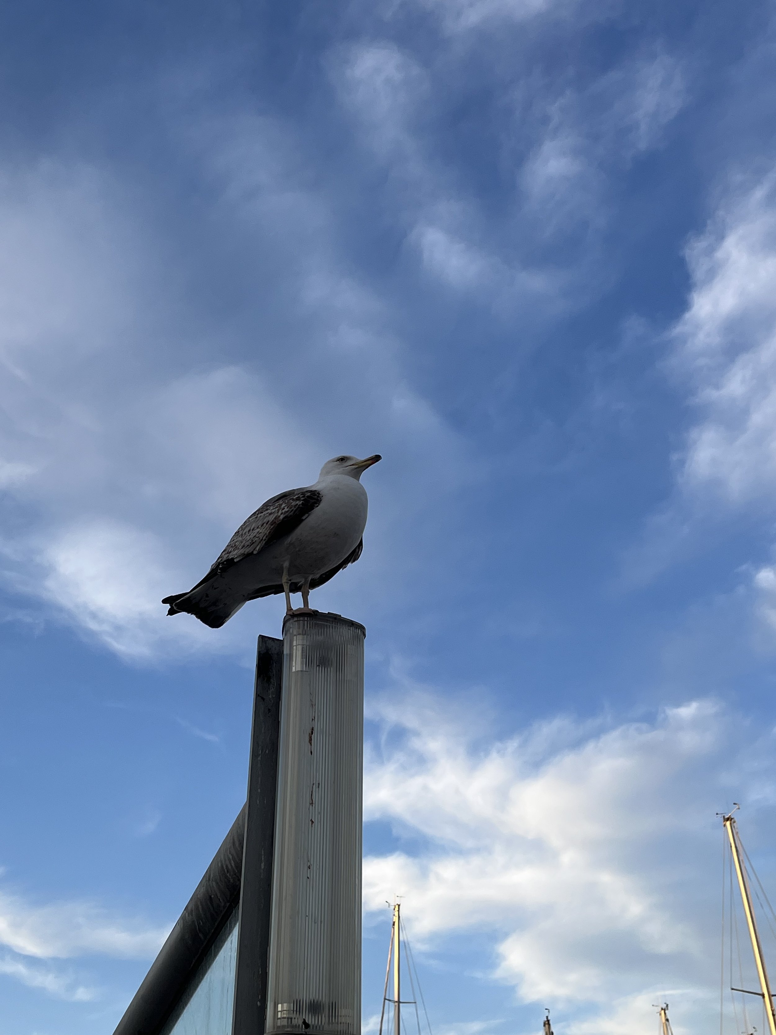 A seagull perched on top of a light fixture against a blue sky with scattered clouds and sailboat masts in the background.