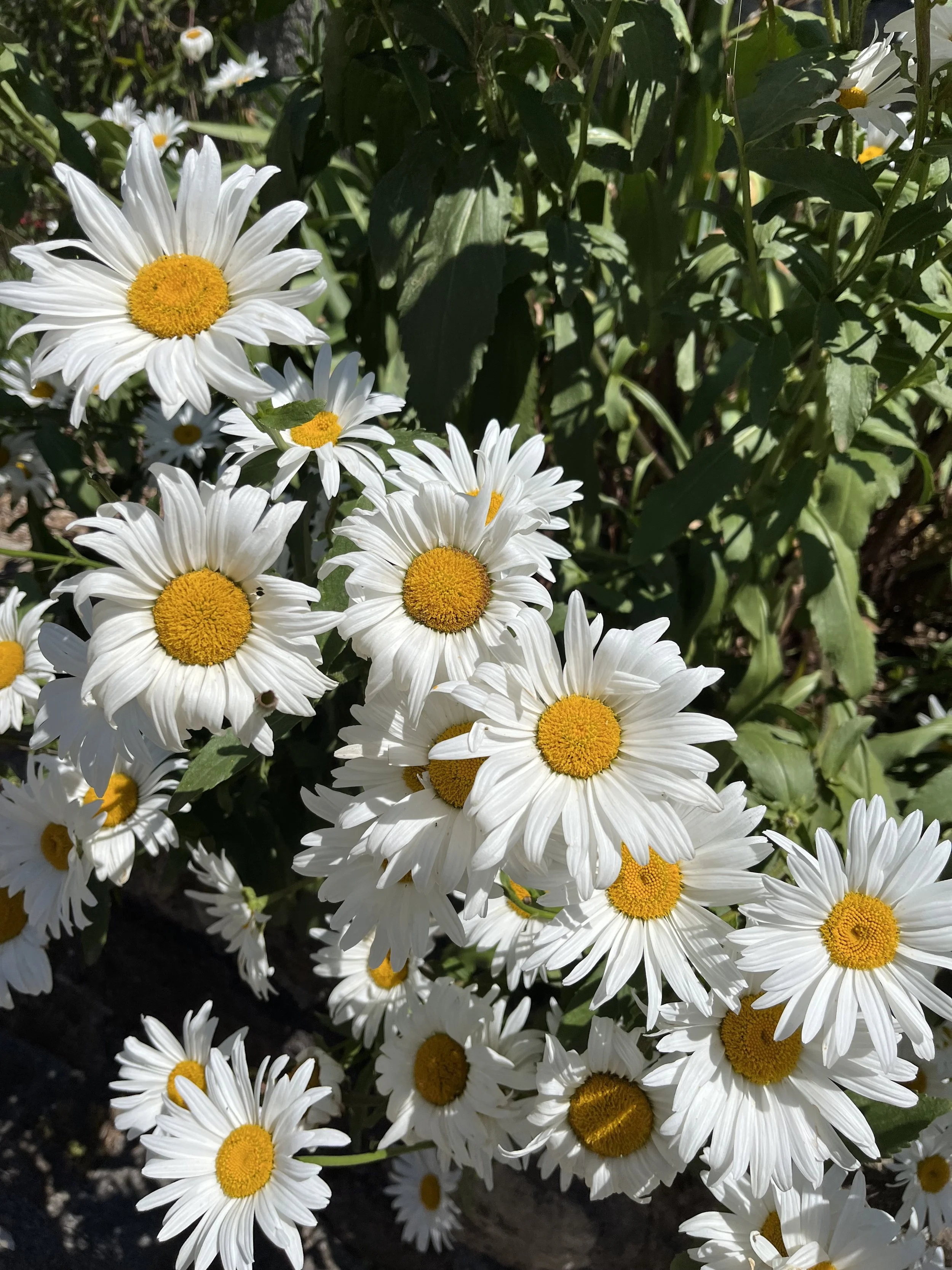 Cluster of white daisies with yellow centers growing among green leaves.