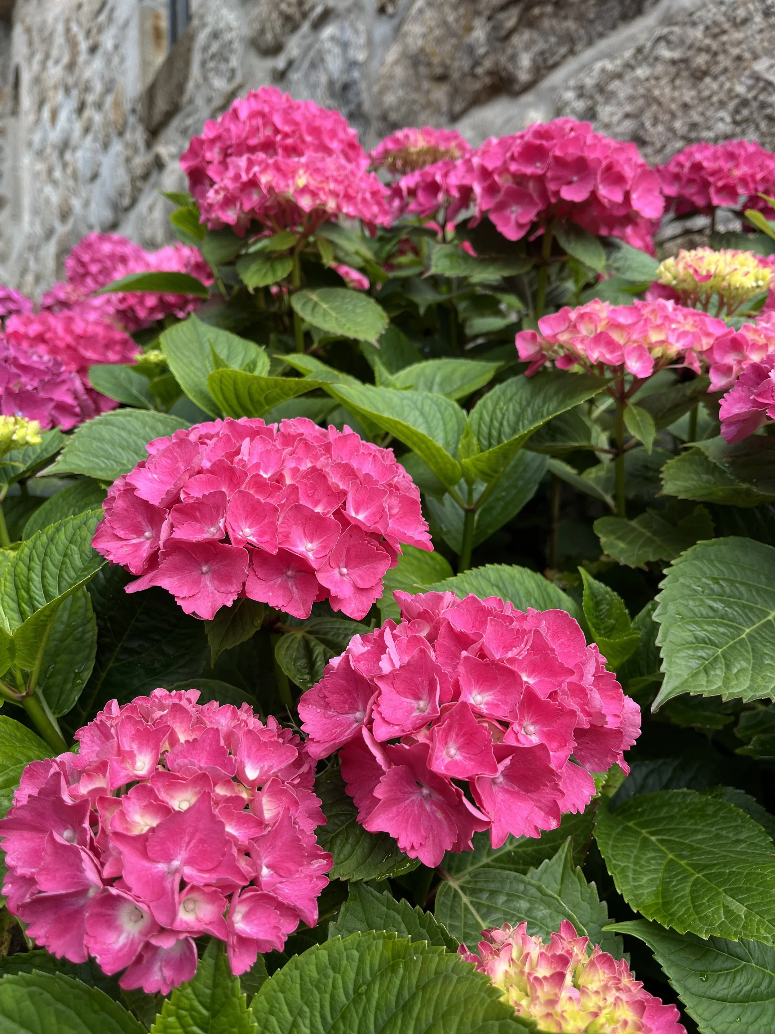 Pink hydrangea flowers with green leaves in front of a stone wall.