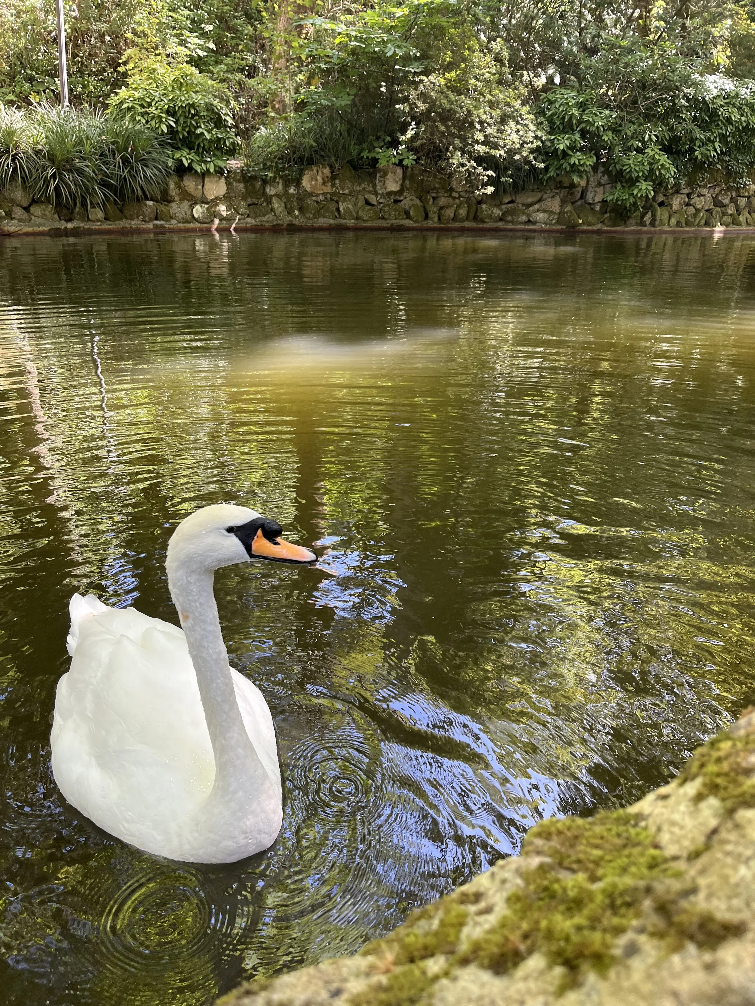 A white swan swimming in a calm pond surrounded by green plants and trees.