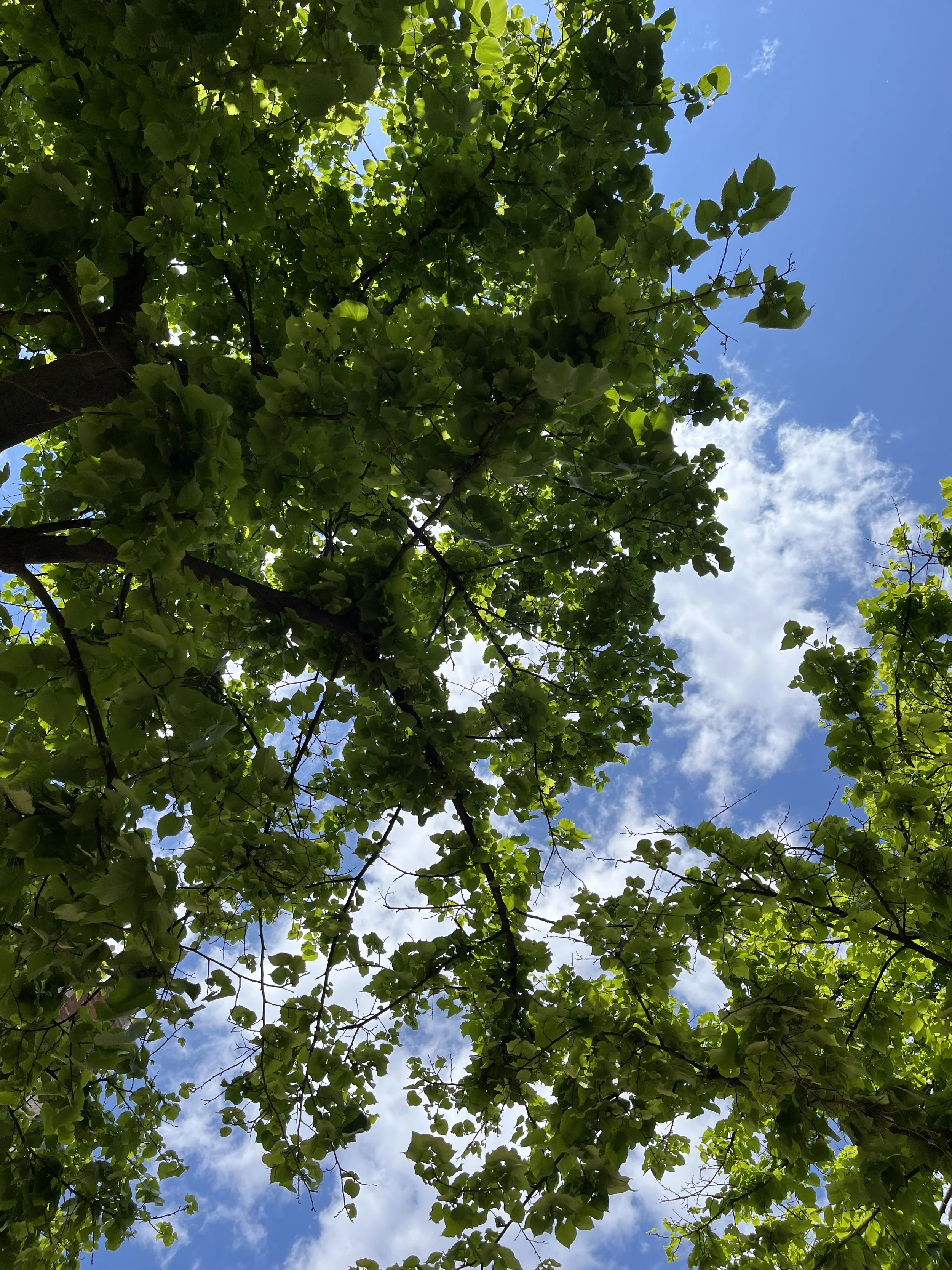 Looking up at green tree leaves with blue sky and white clouds in the background.