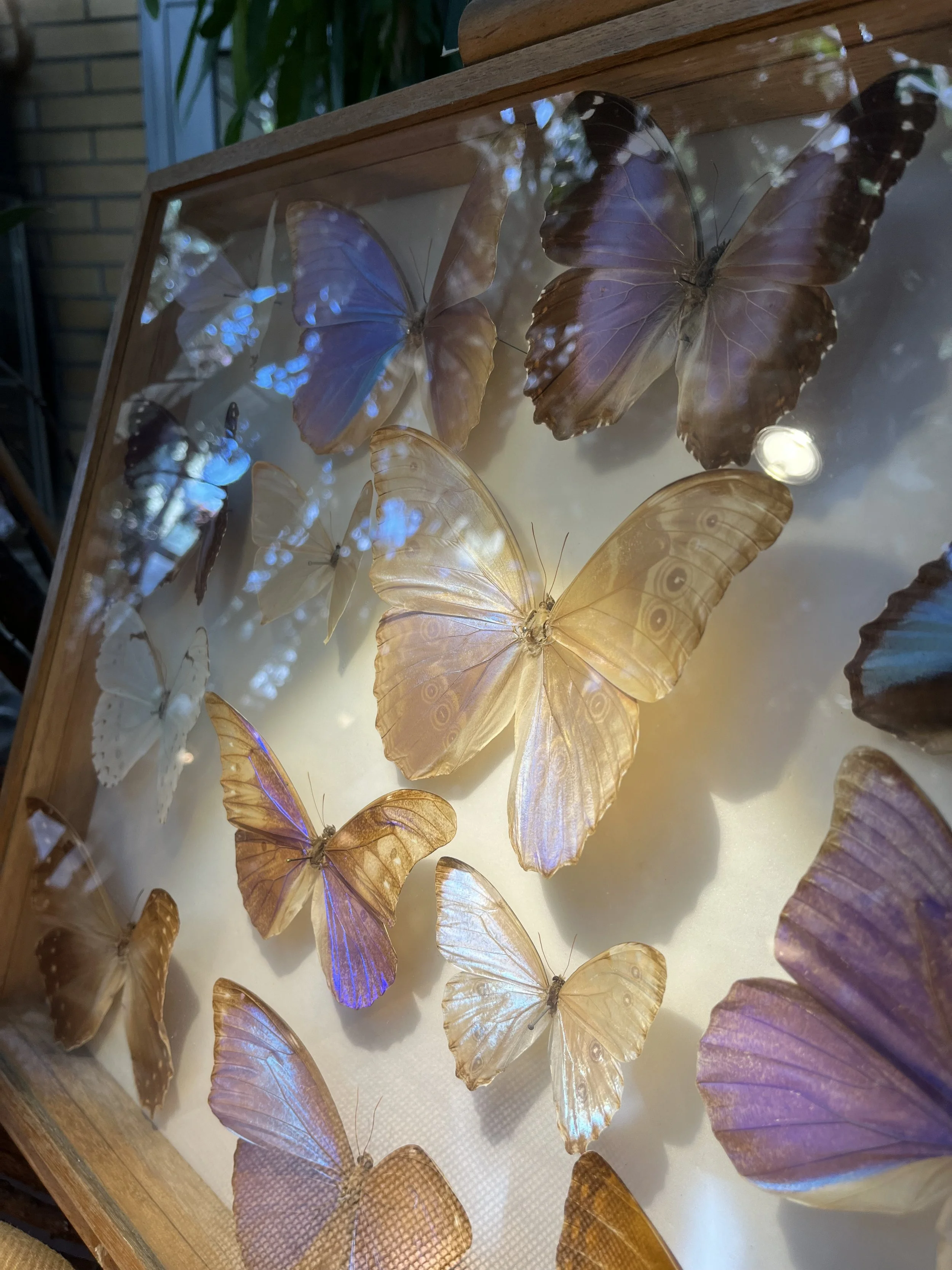 A display case with various preserved butterflies, including blue, white, and brown species, mounted and arranged for viewing.