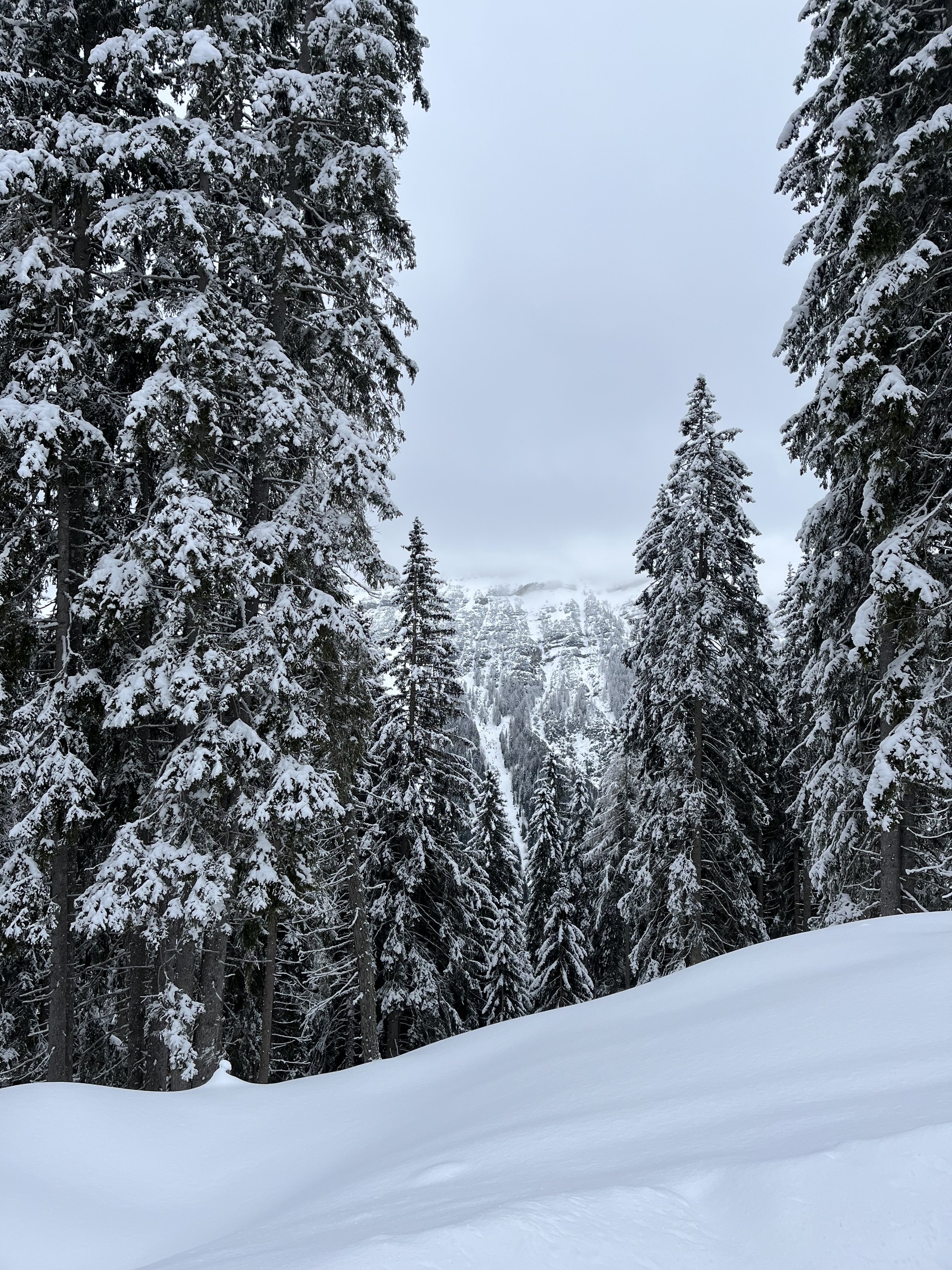 Snow-covered pine trees in a mountainous forest with a snow-covered slope in the foreground.