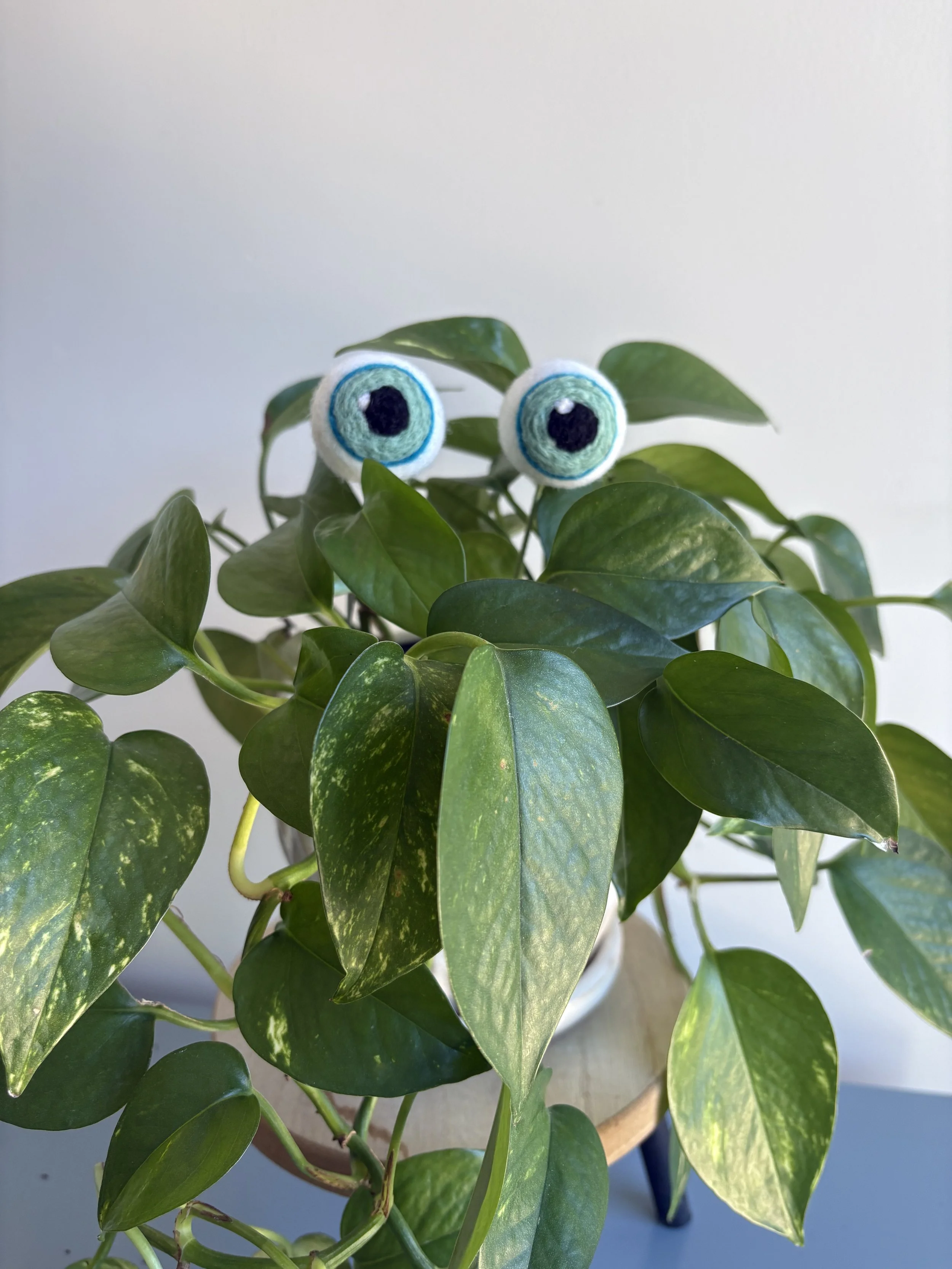 plant eyes light blue 1.jpeg