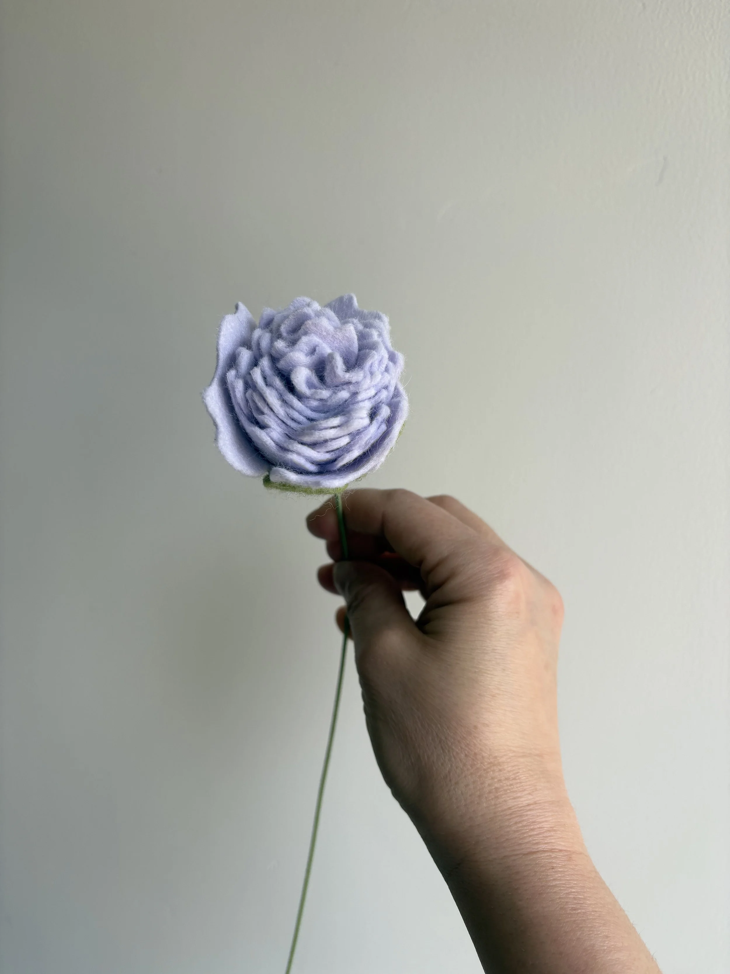 Carnation in Opal