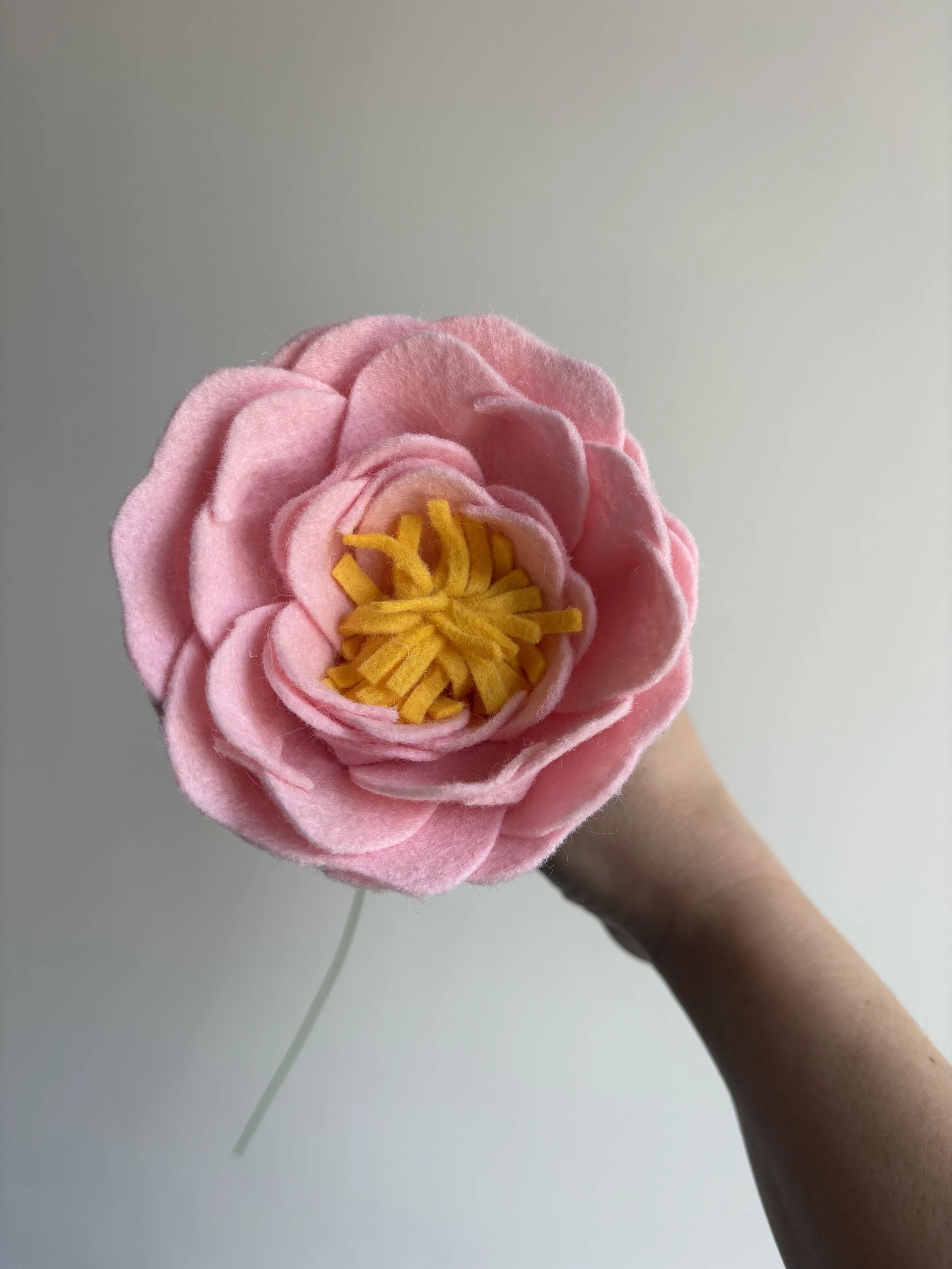 Peony in Peony
