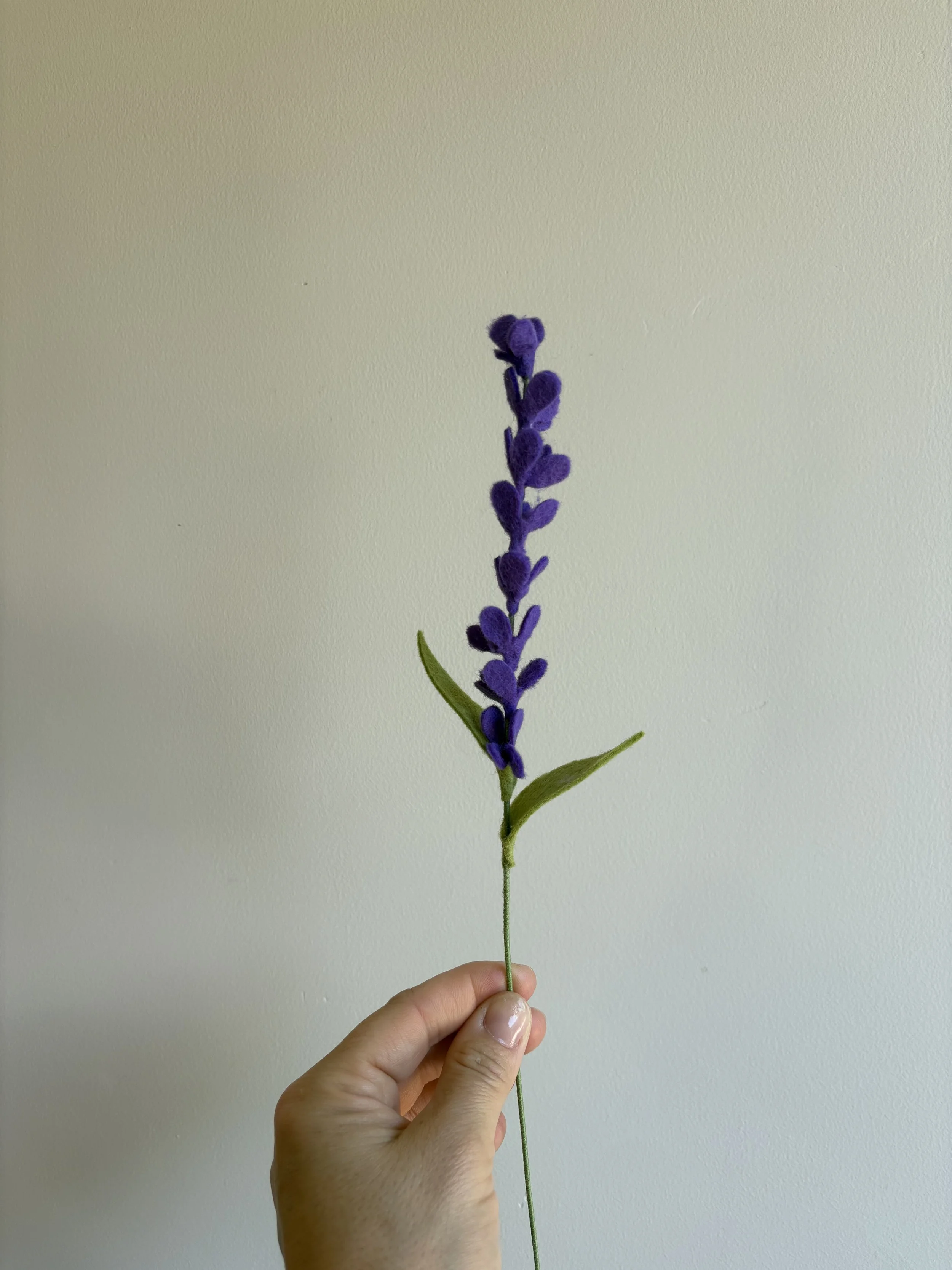 lavender 1.jpeg