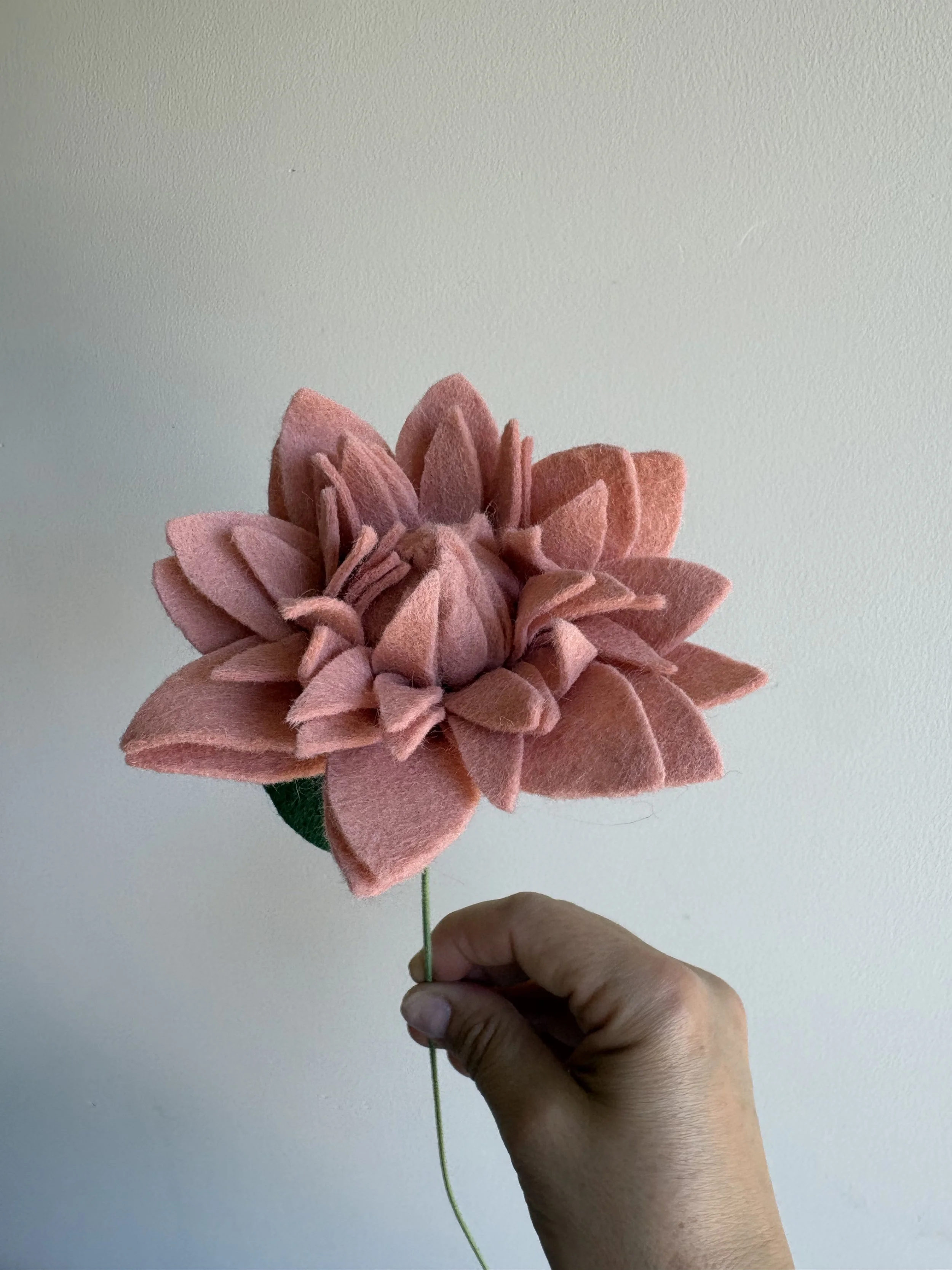Dahlia in blush 2.jpeg