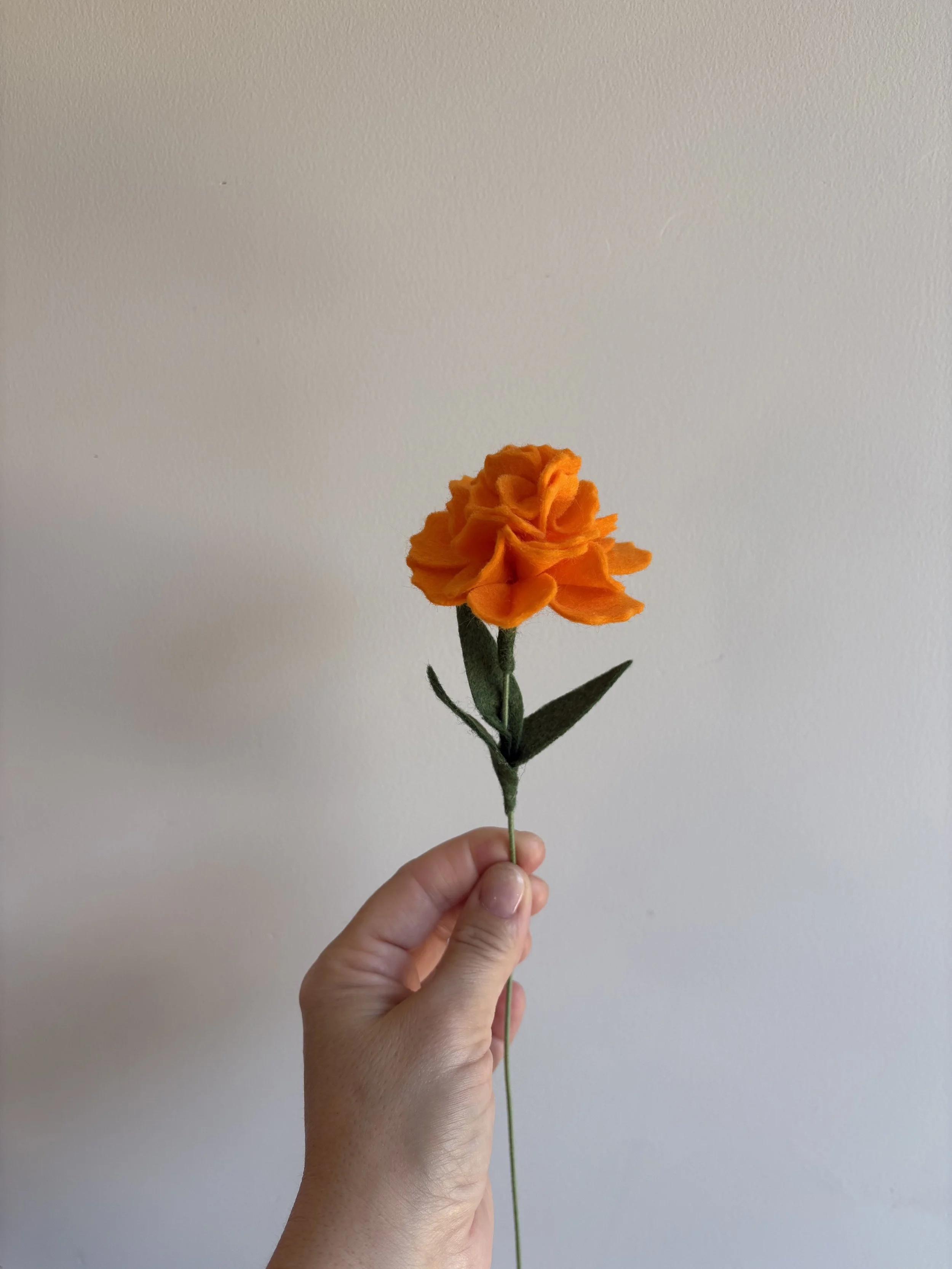 Marigold in Sunrise