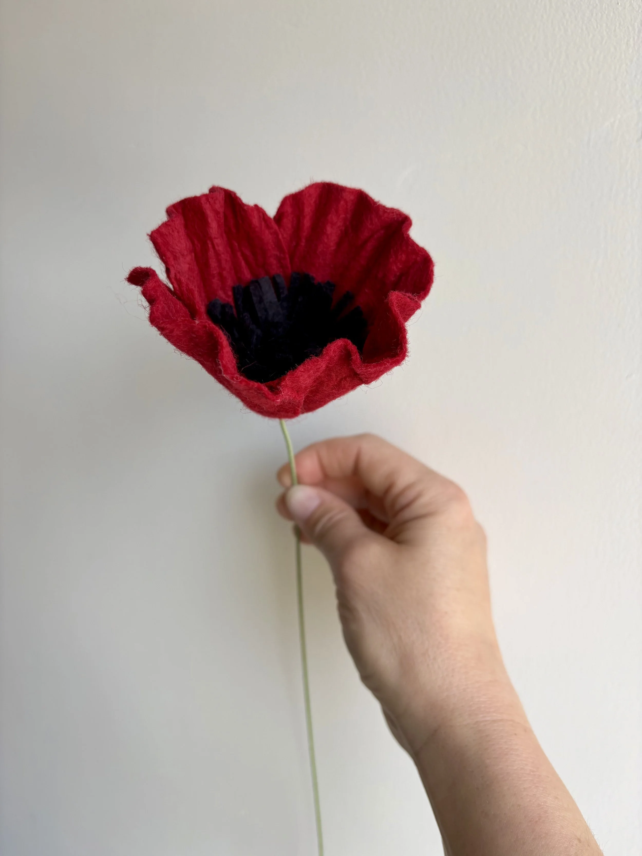 Red Poppy
