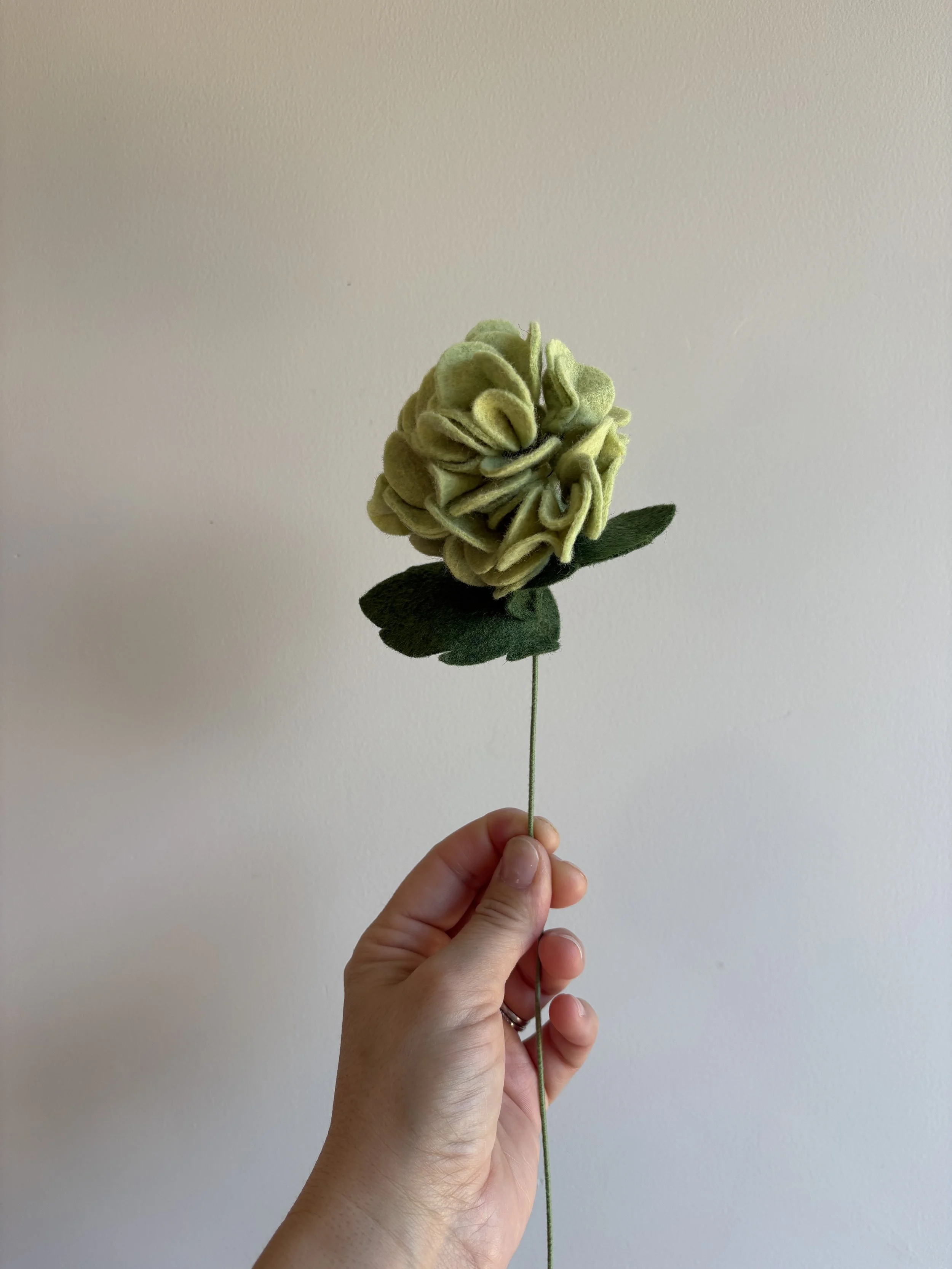 Hydrangea in Pistachio