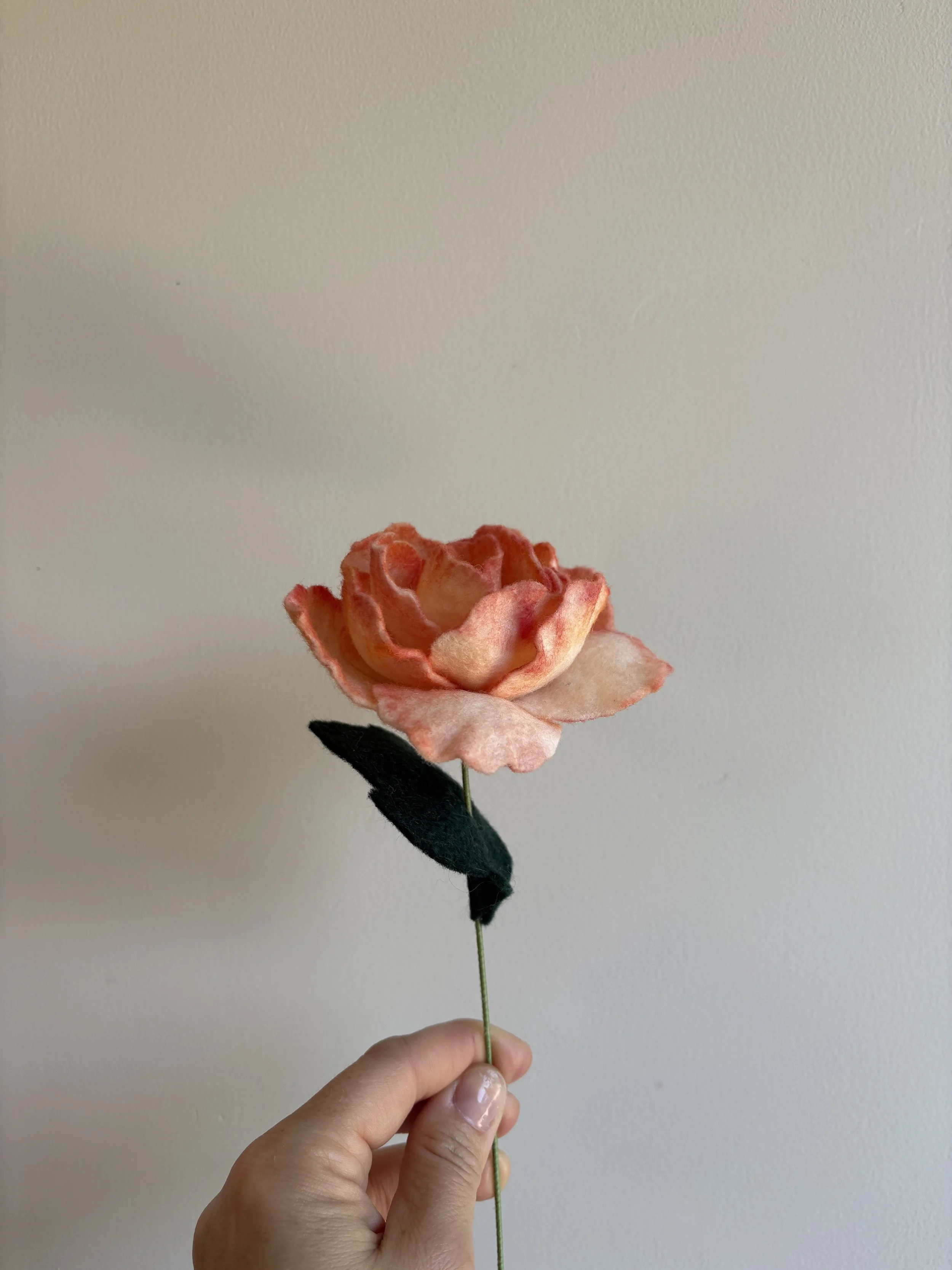 Rose in Peach