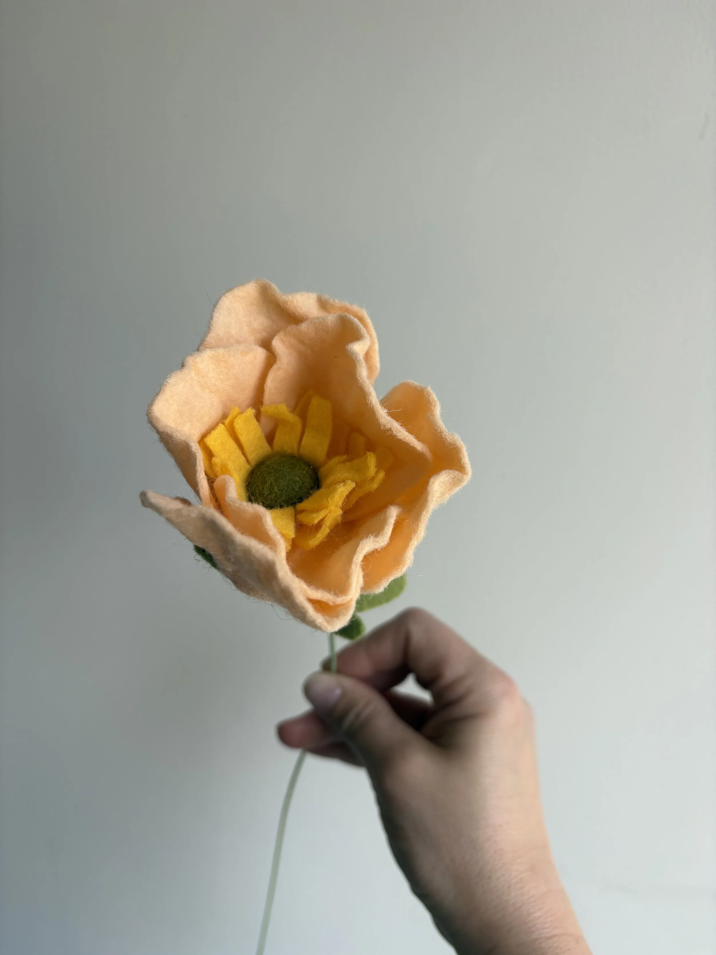 Icelandic Poppy in Peach