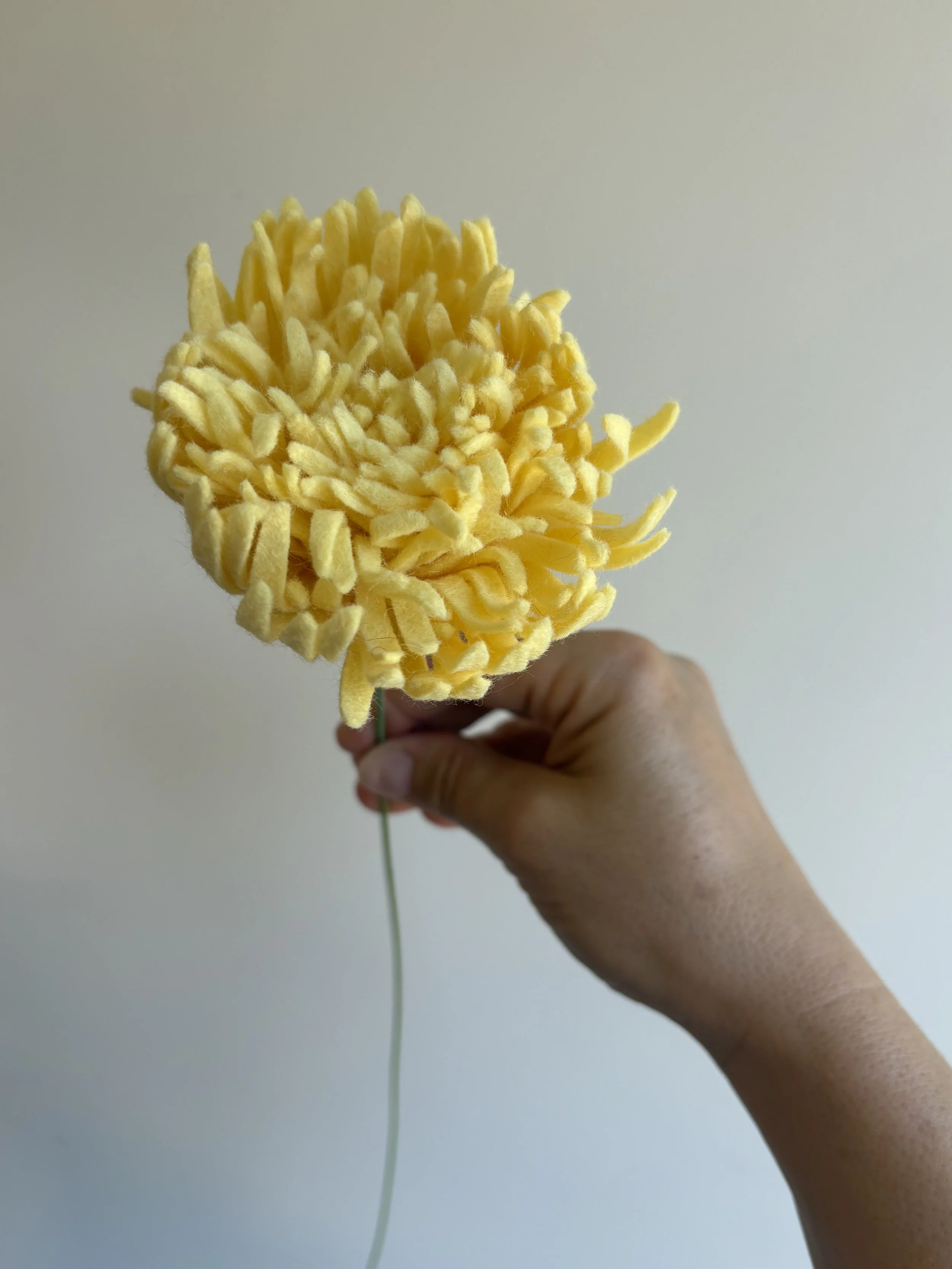 Football Chrisanthemum buttercup 2.jpeg